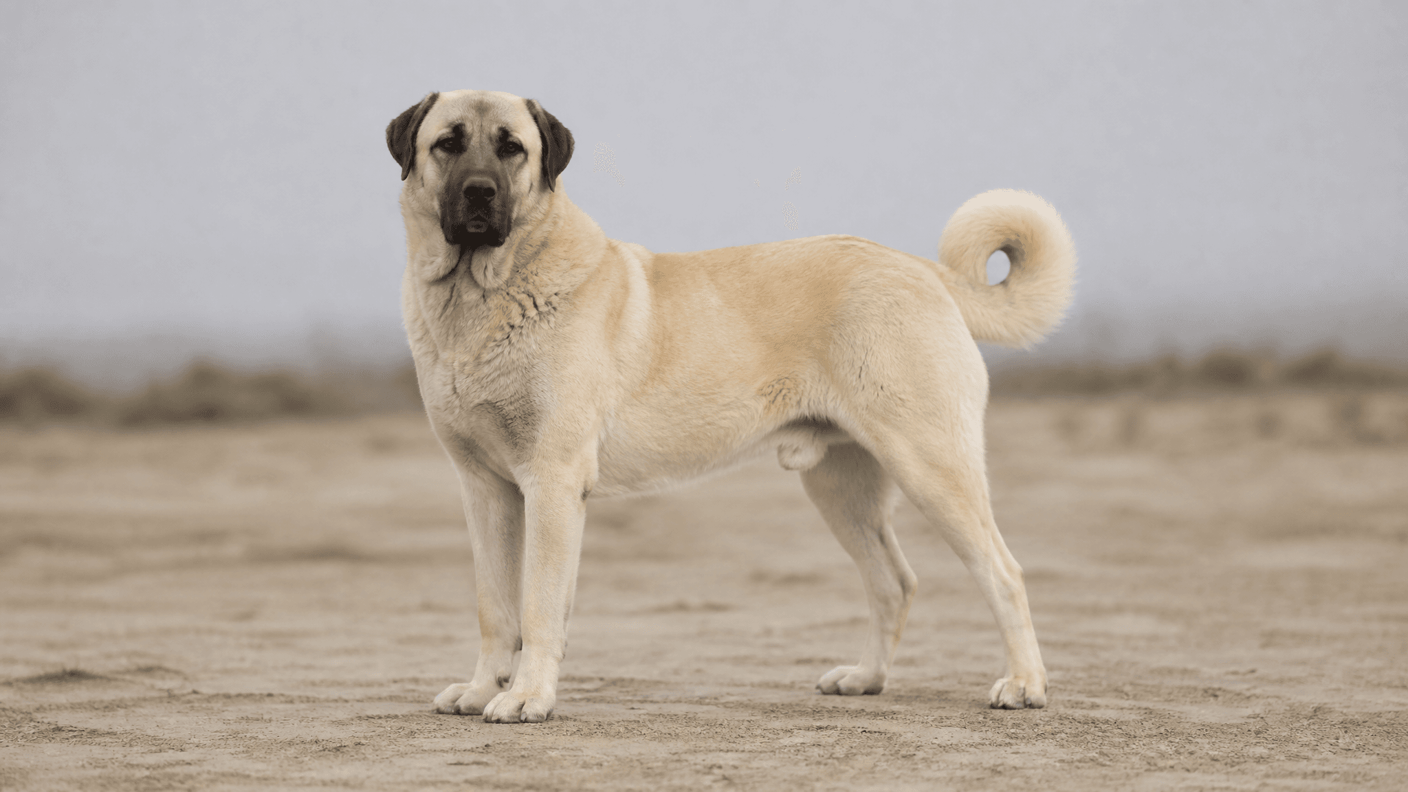 Cão De Pastor Kangal