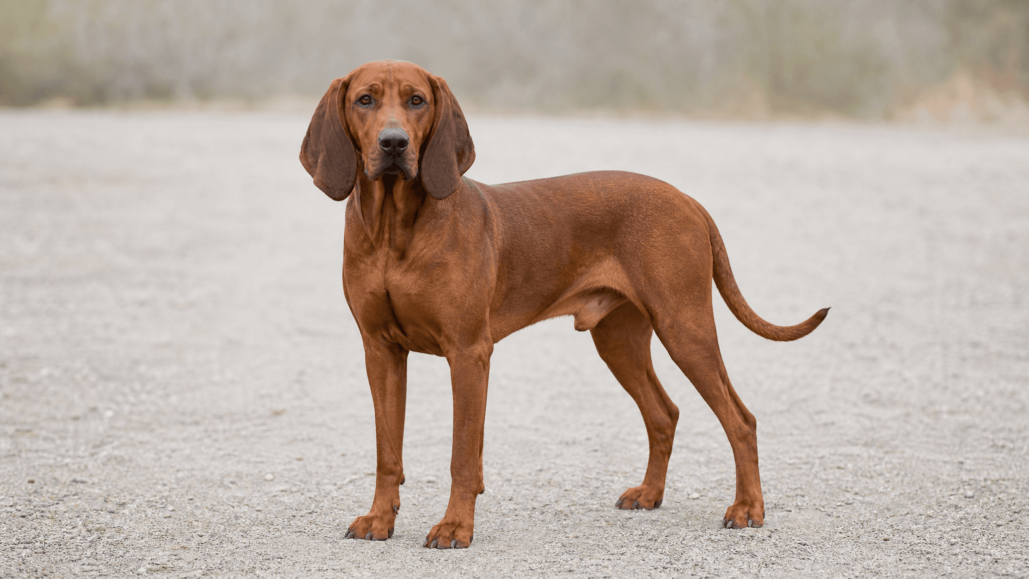 Redbone Coonhound