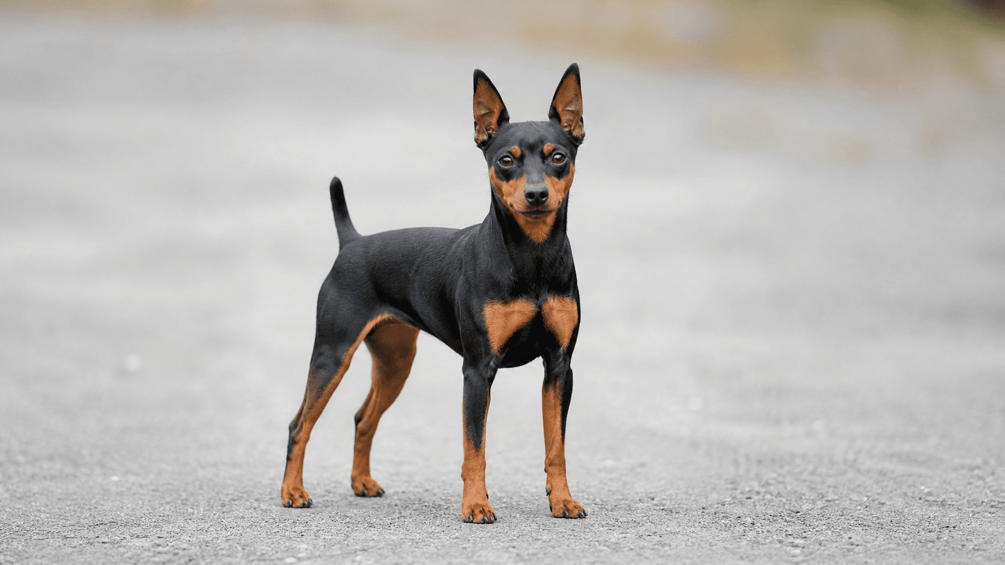 Pinscher Miniatura