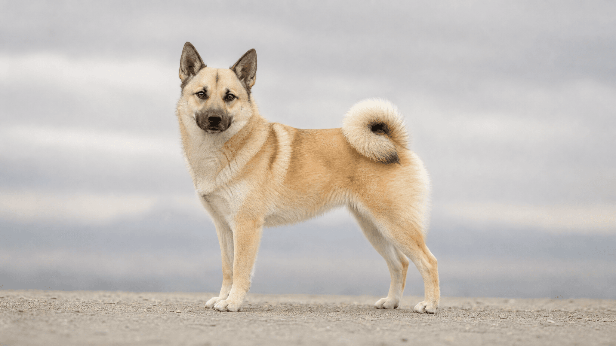 Buhund Noruego