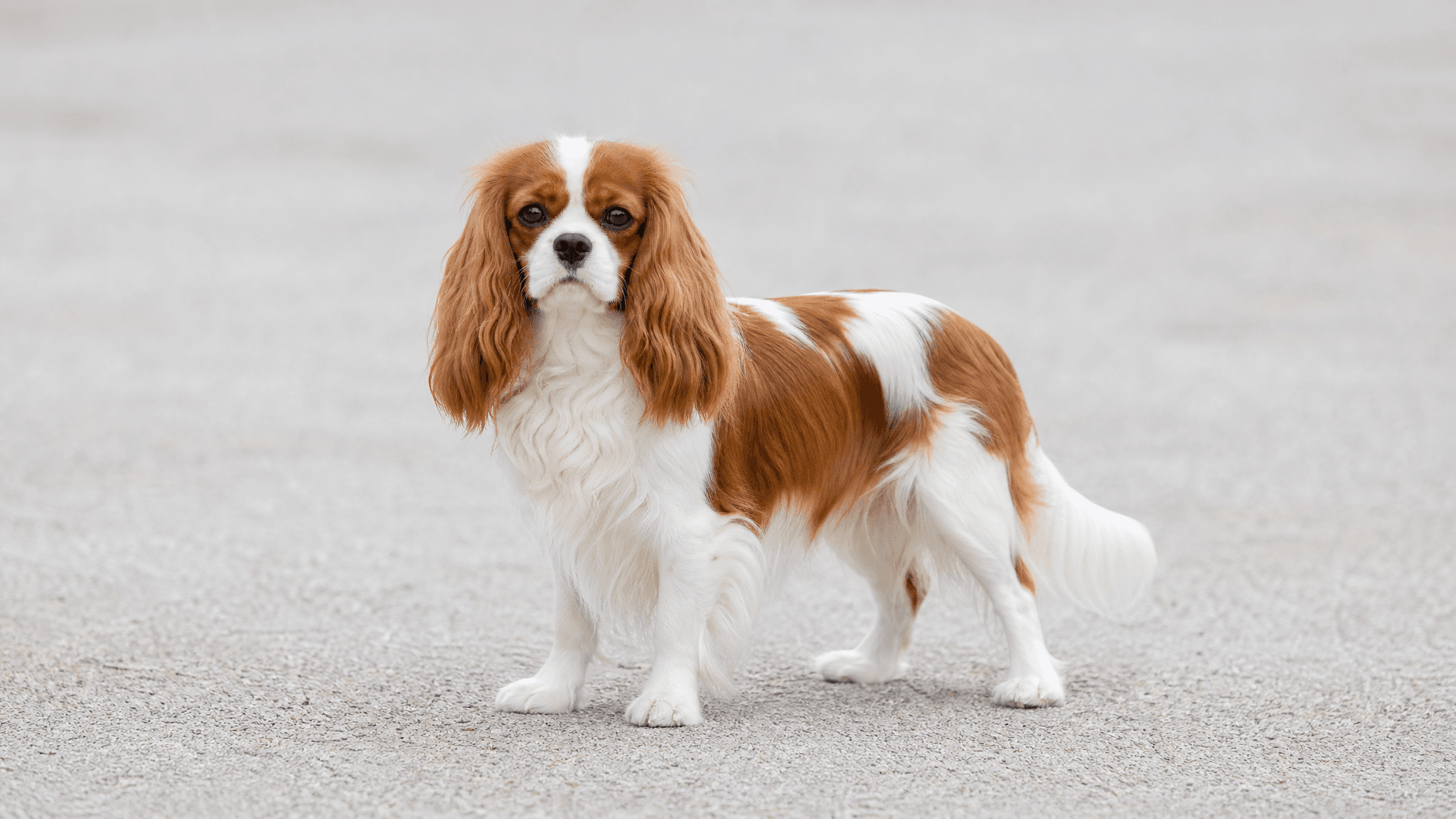 King Charles Spaniel