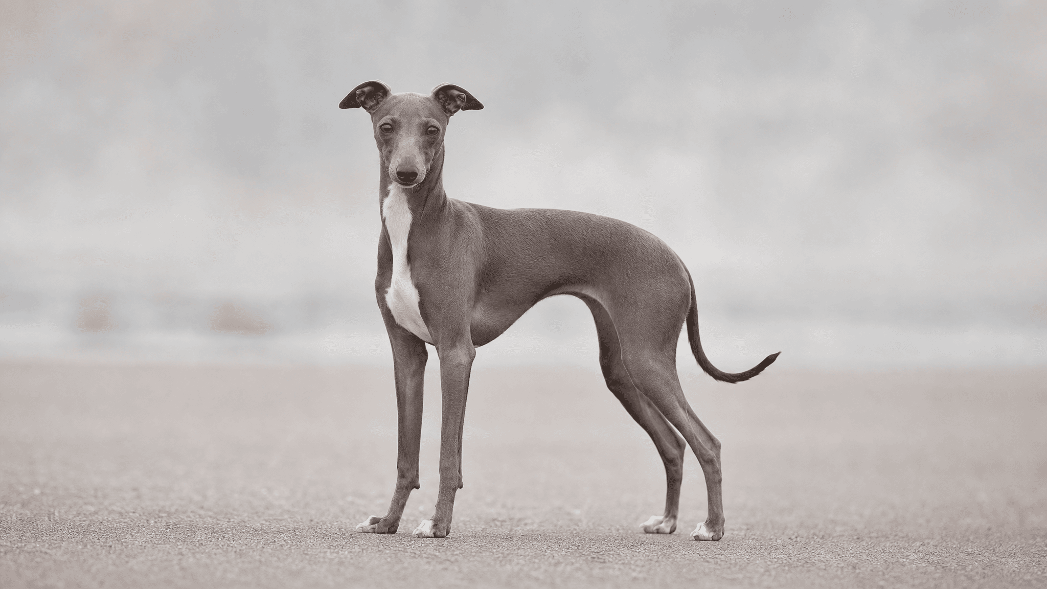 Galgo Italiano