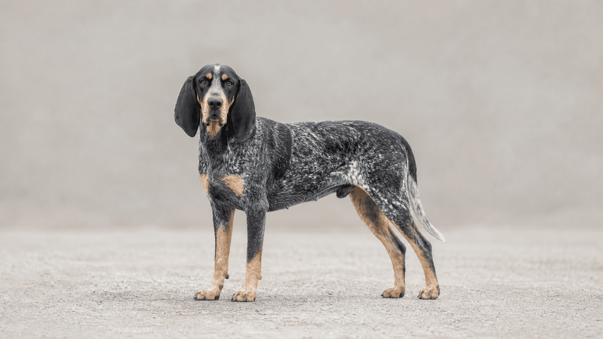 Bluetick Coonhound