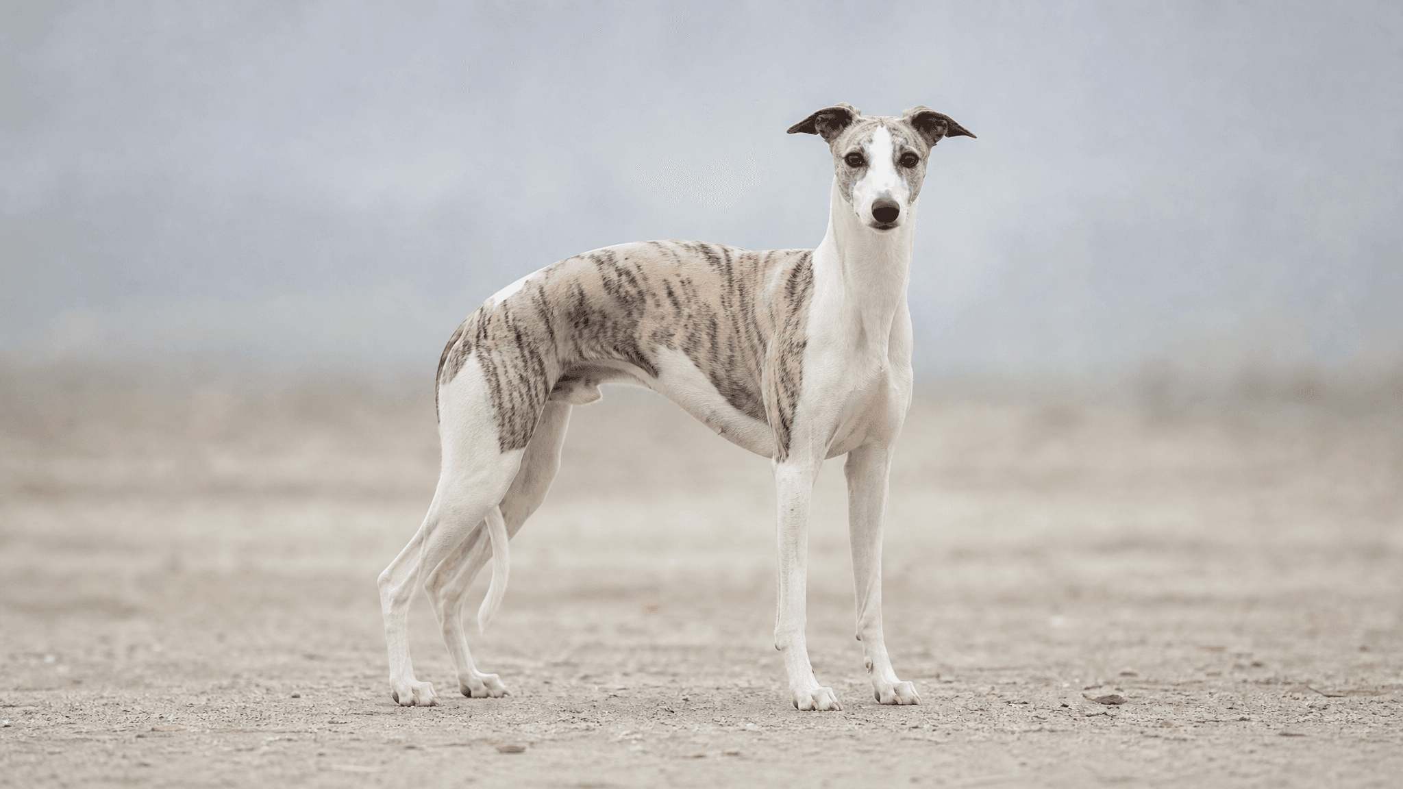 Whippet
