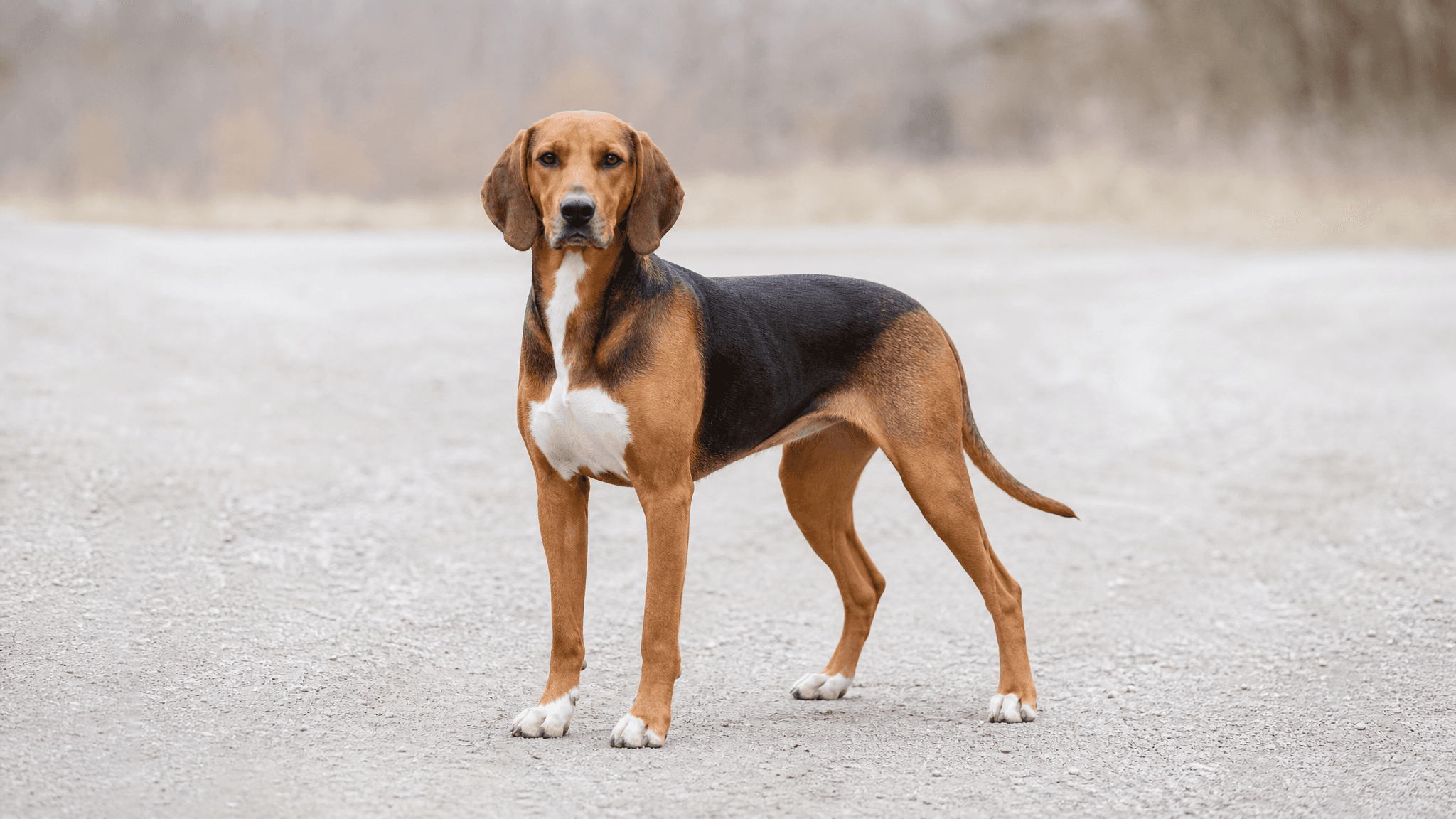Hygen Hound