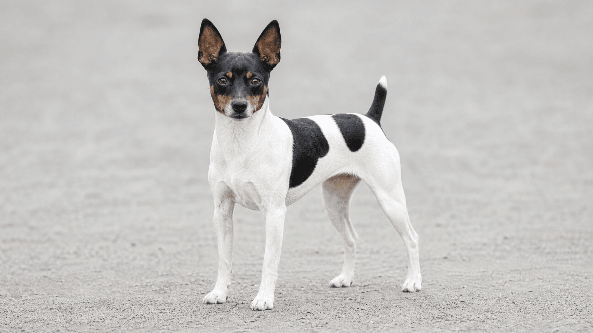 Rat Terrier