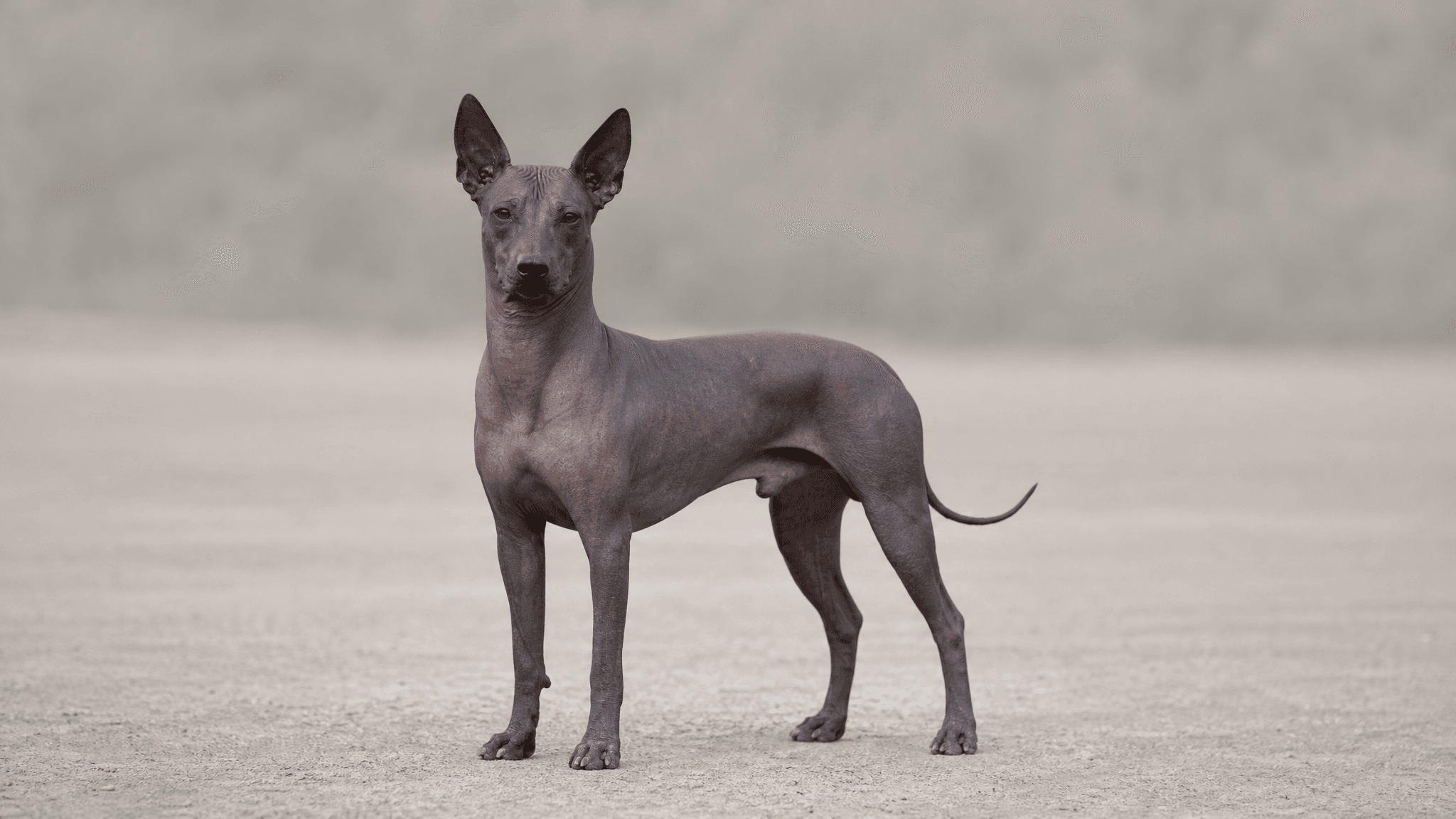 Xoloitzcuintle