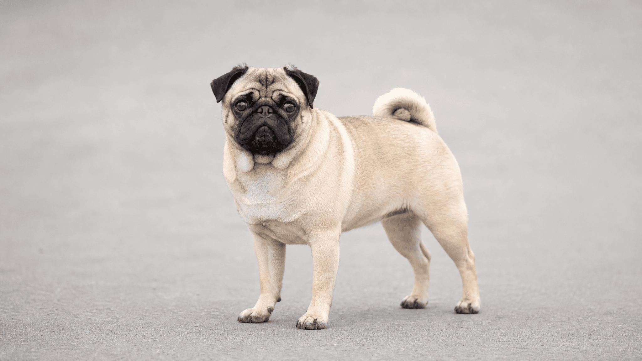Carlino