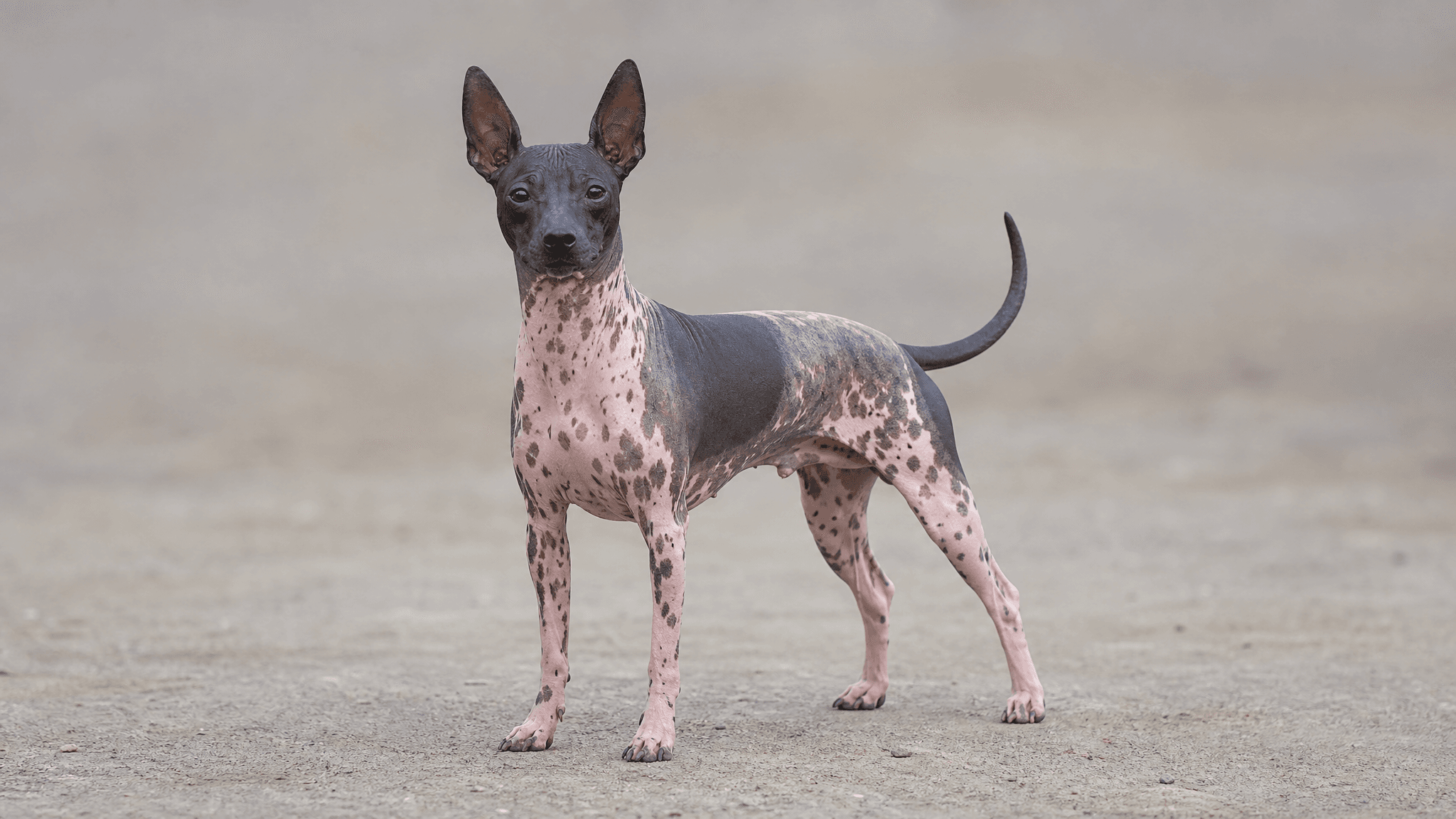 American Hairless Terrier