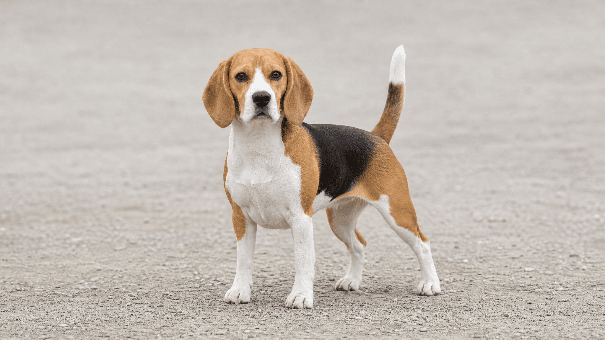 Beagle
