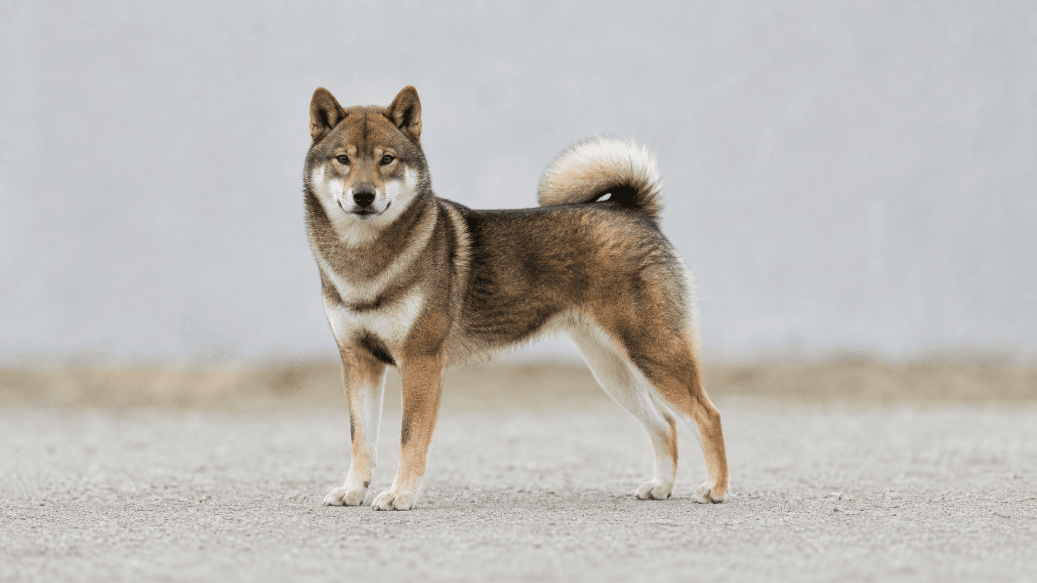 Shikoku