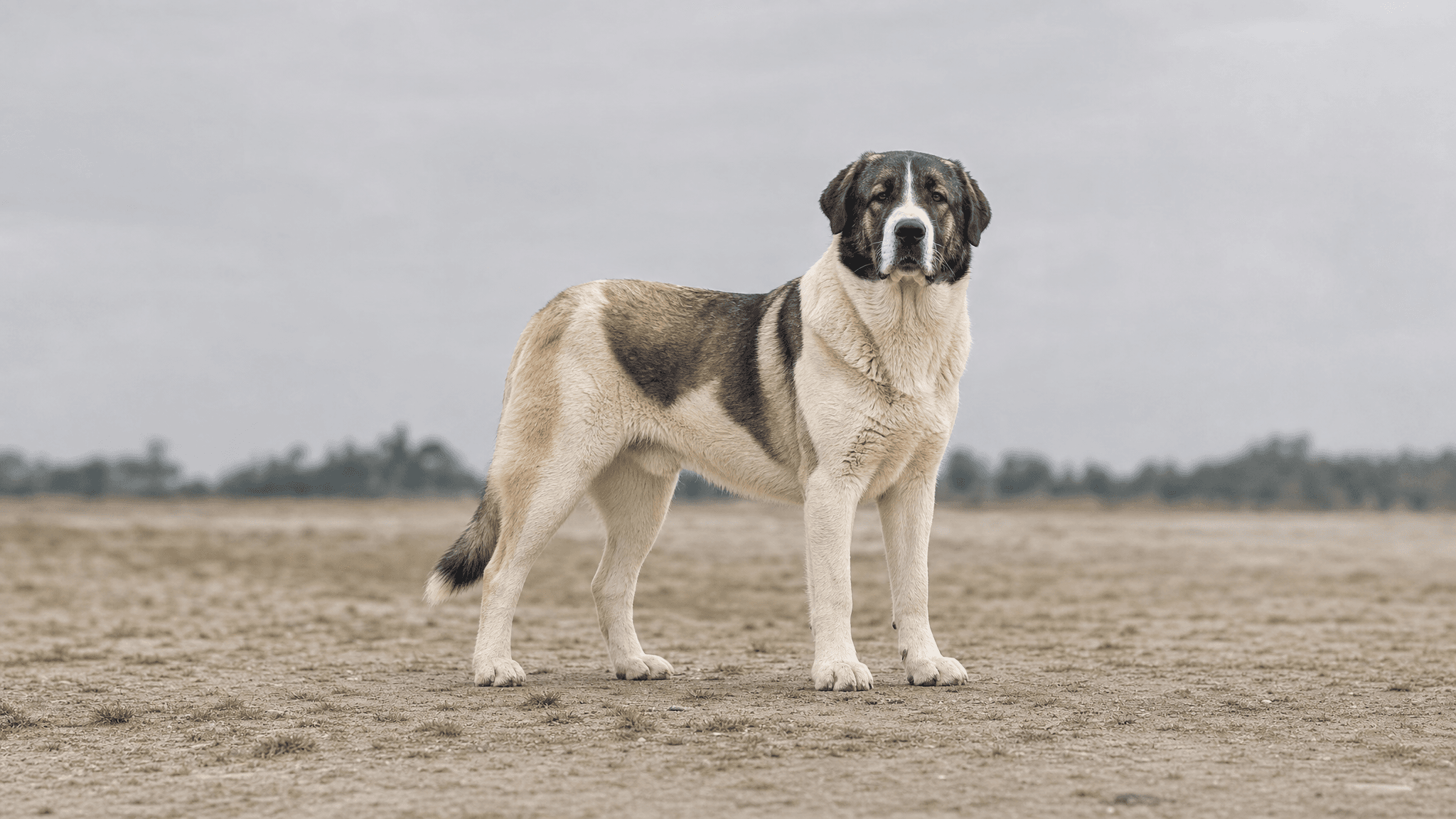 Cão De Gado Transmontano