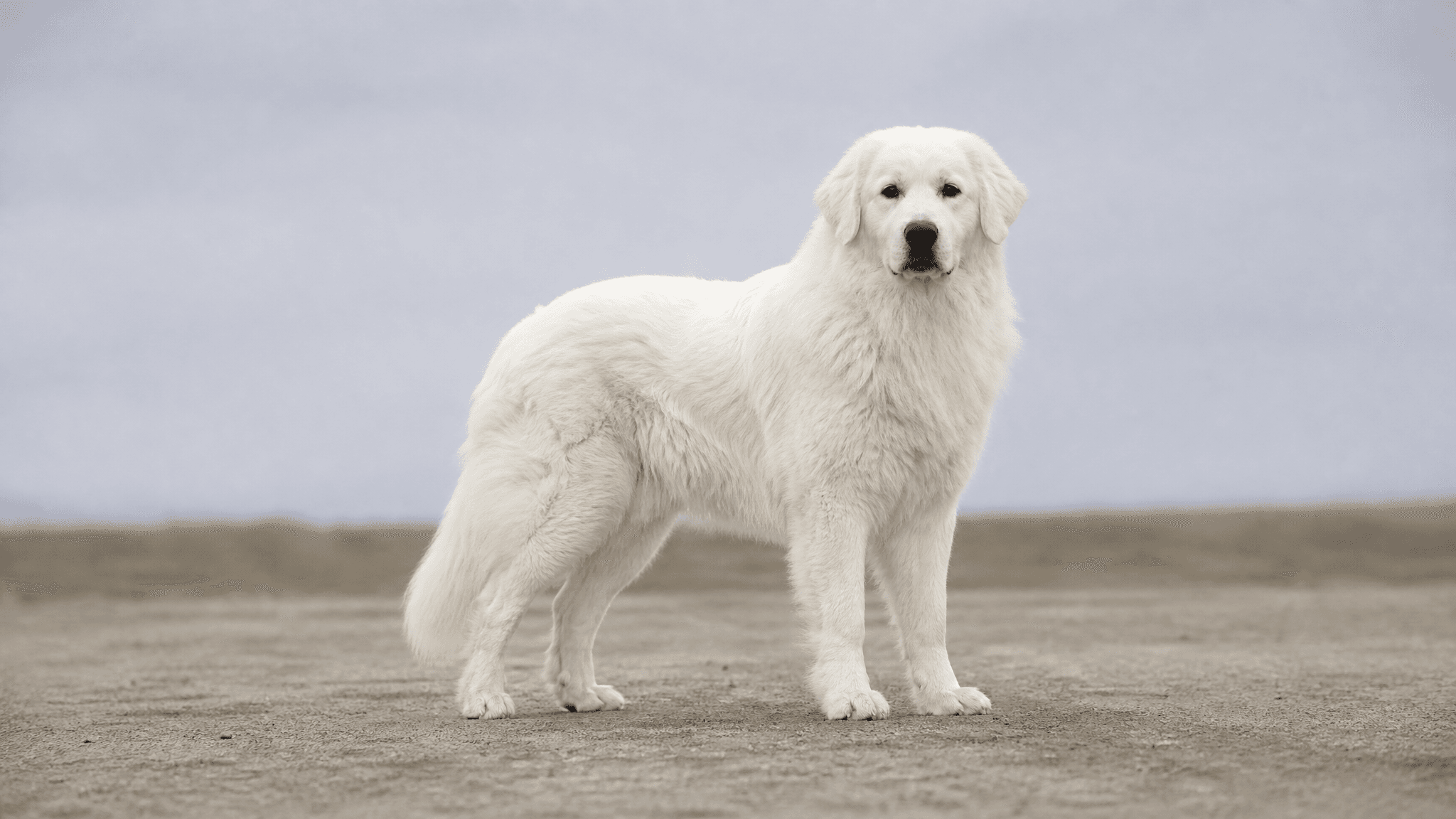 Polish Tatra Shepherd