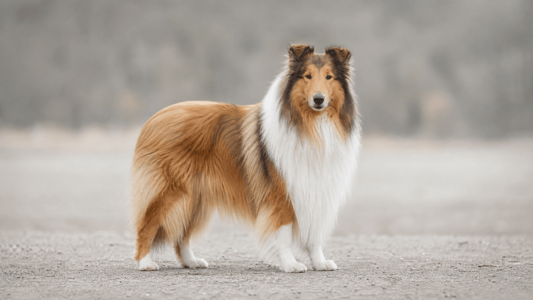 Collie De Pelo Comprido
