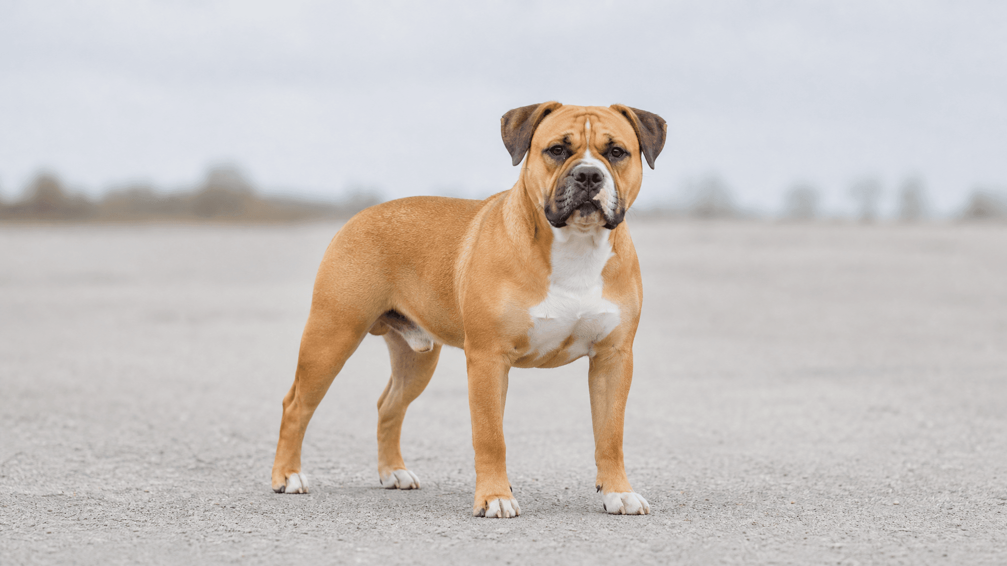Bulldog Continental