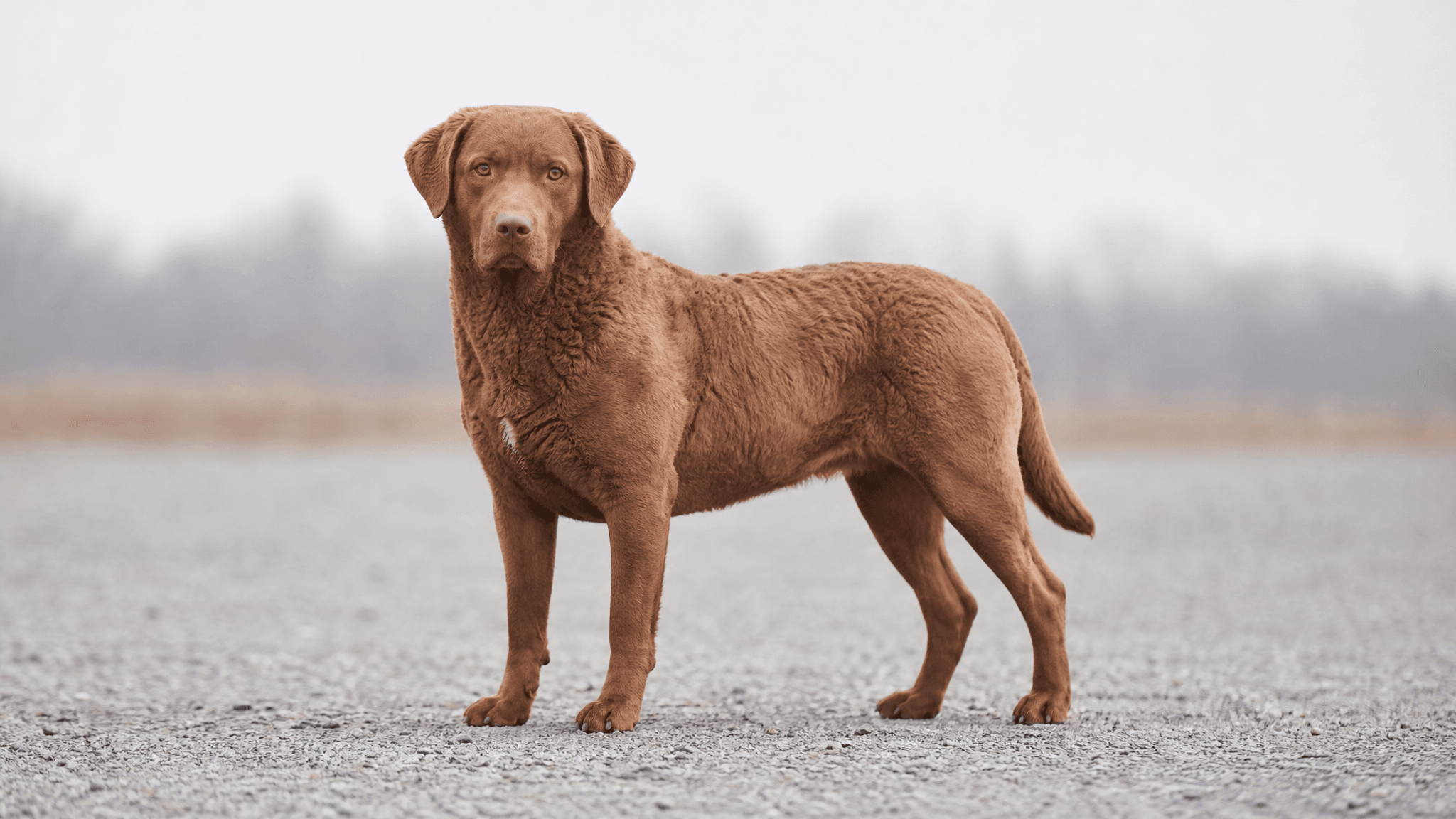 Chesapeake Bay Retriever