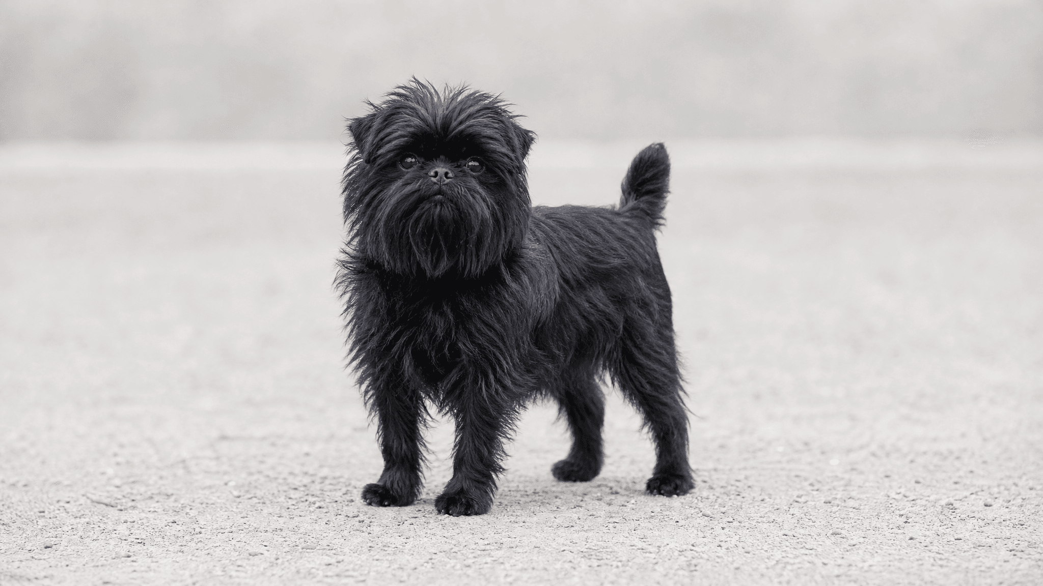 Affenpinscher