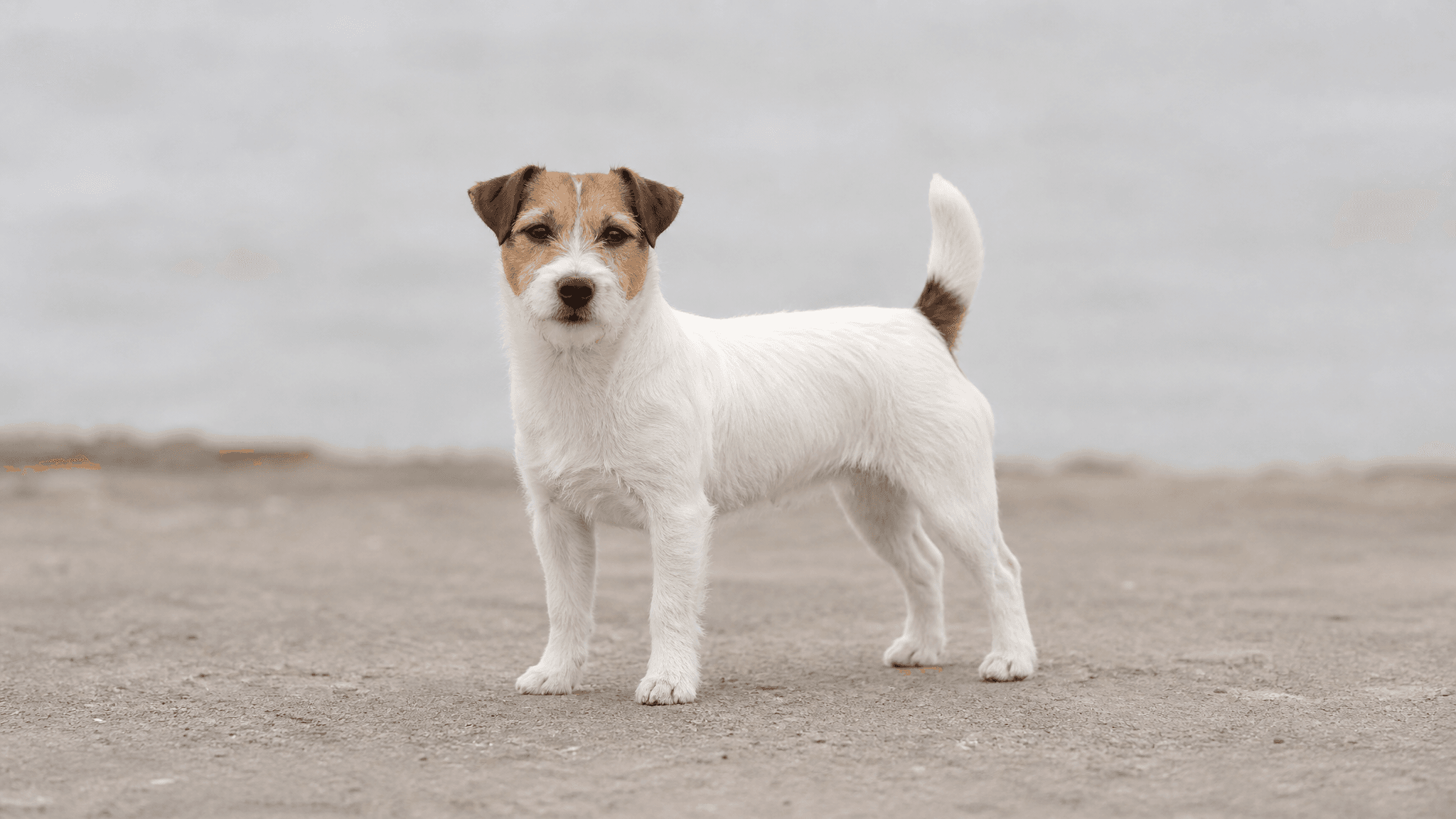 Parson Russell Terrier
