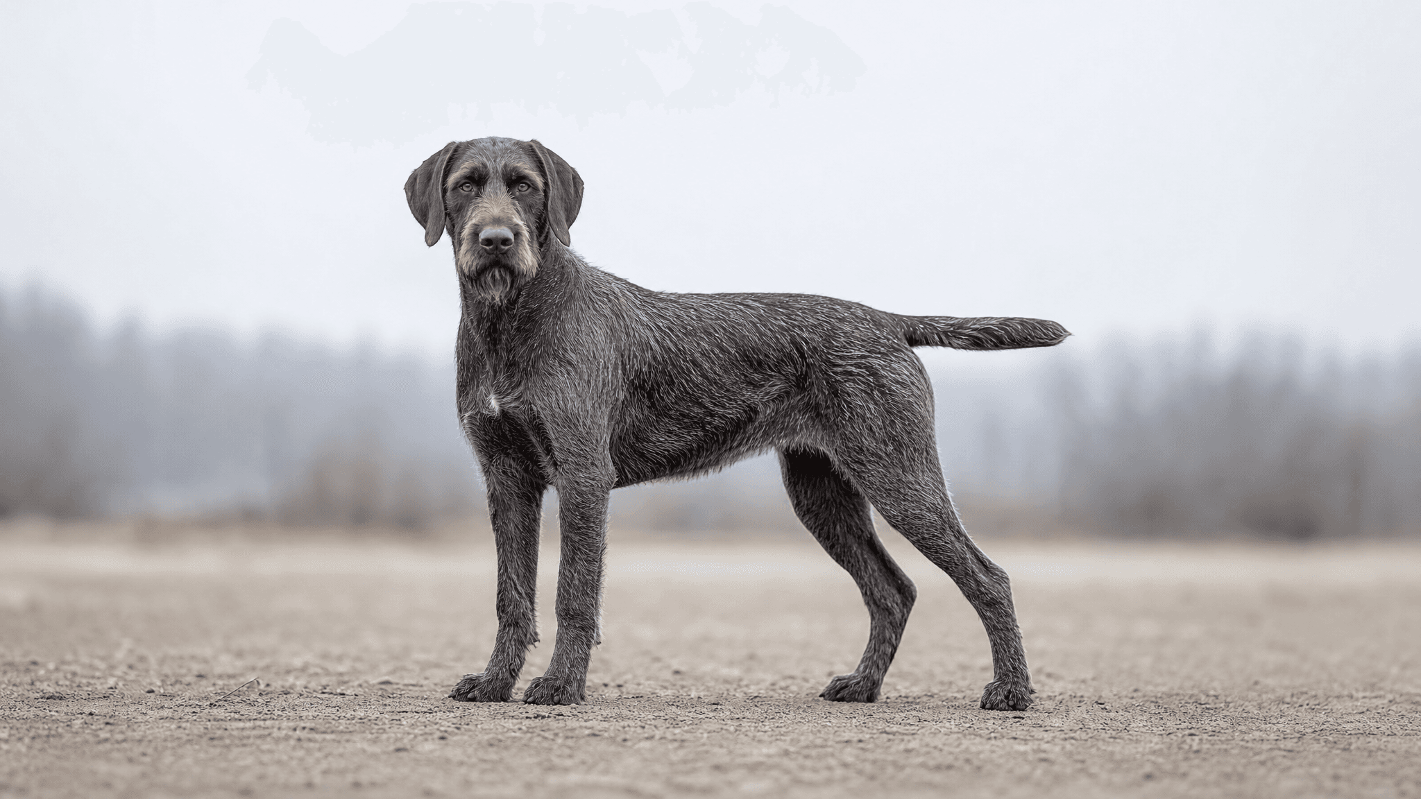 Wirehaired Slovakian Pointer