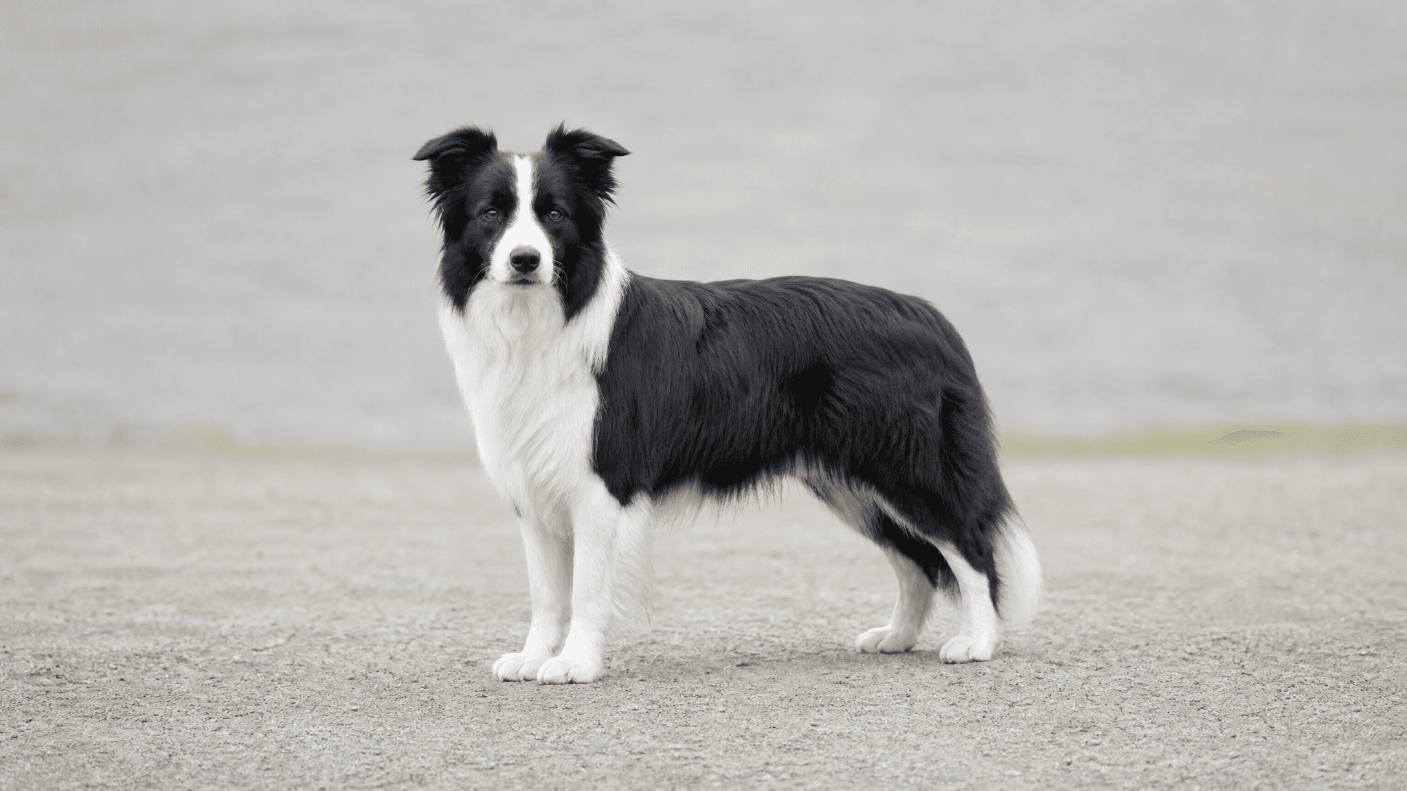 Border Collie