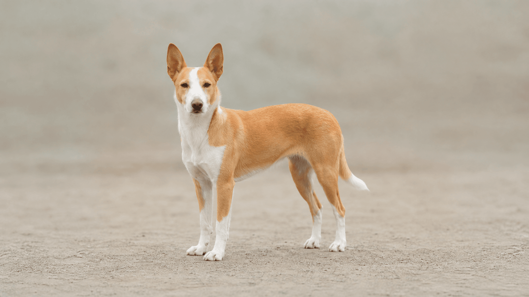 Portuguese Warren Hound-Portuguese Podengo