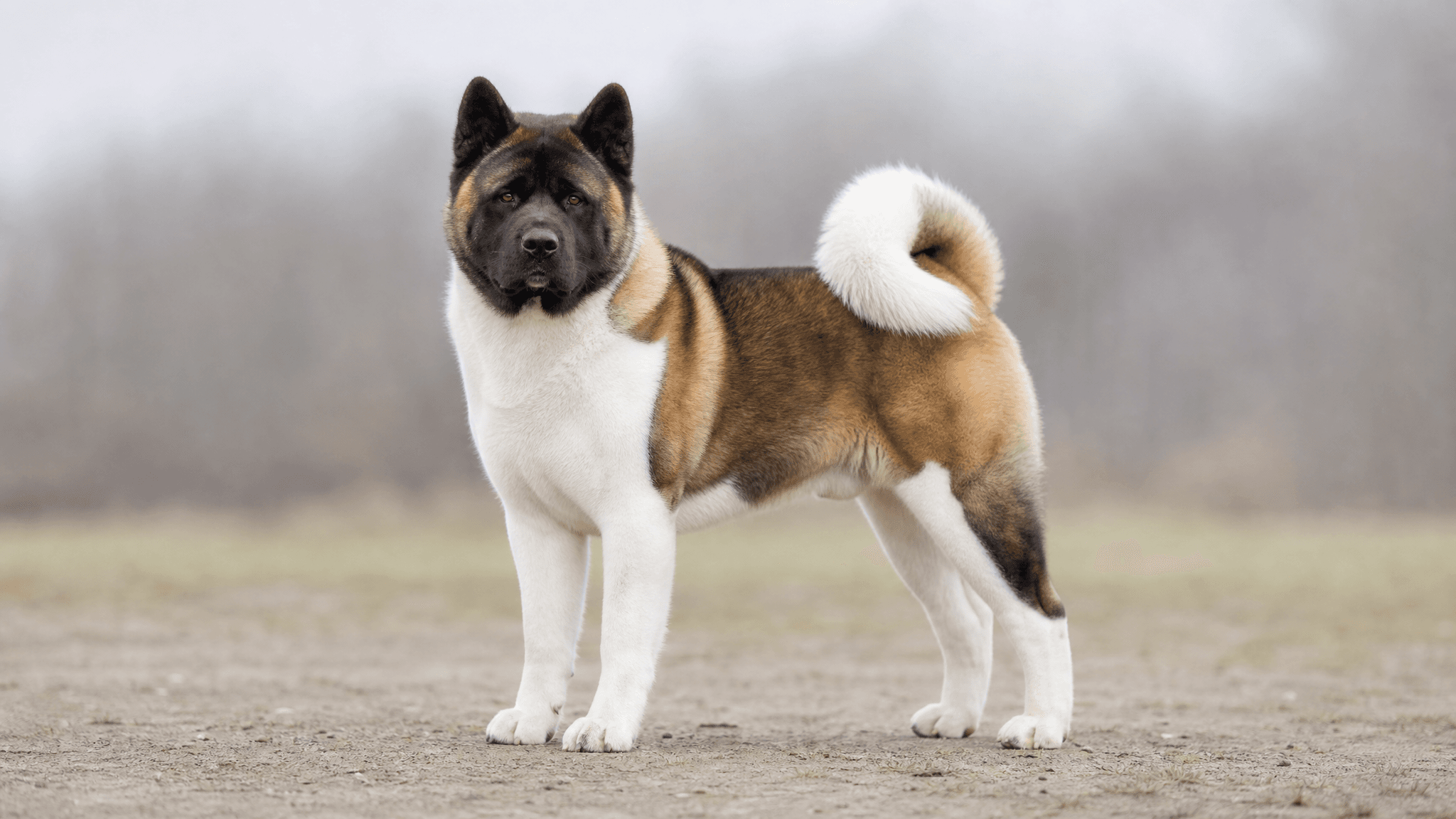 Akita Americano