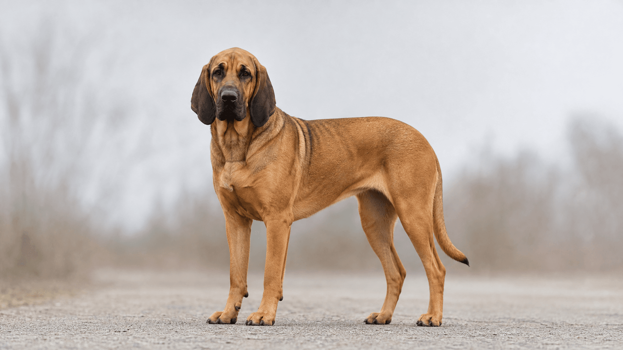 Hanoverian Scent Hound
