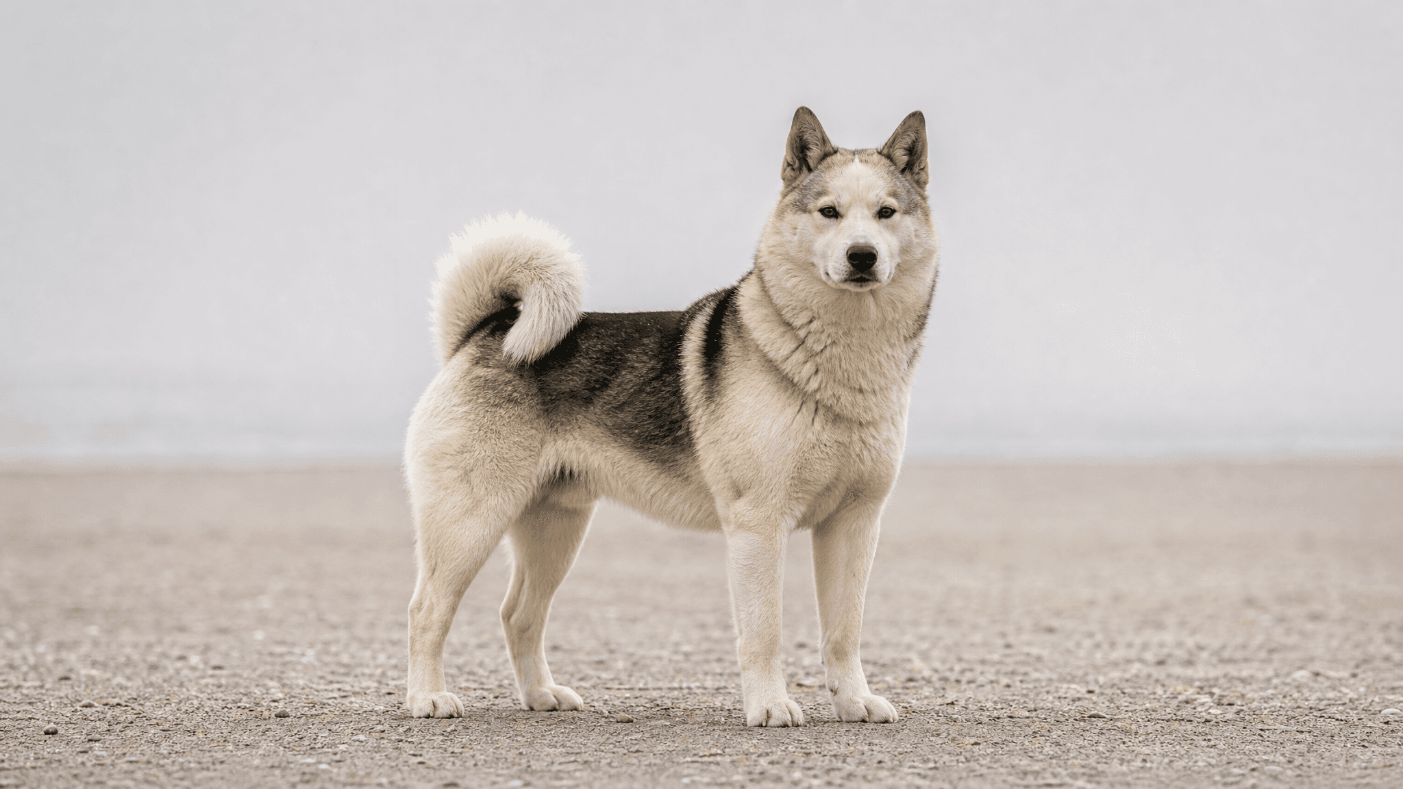 Cão Da Groenlândia