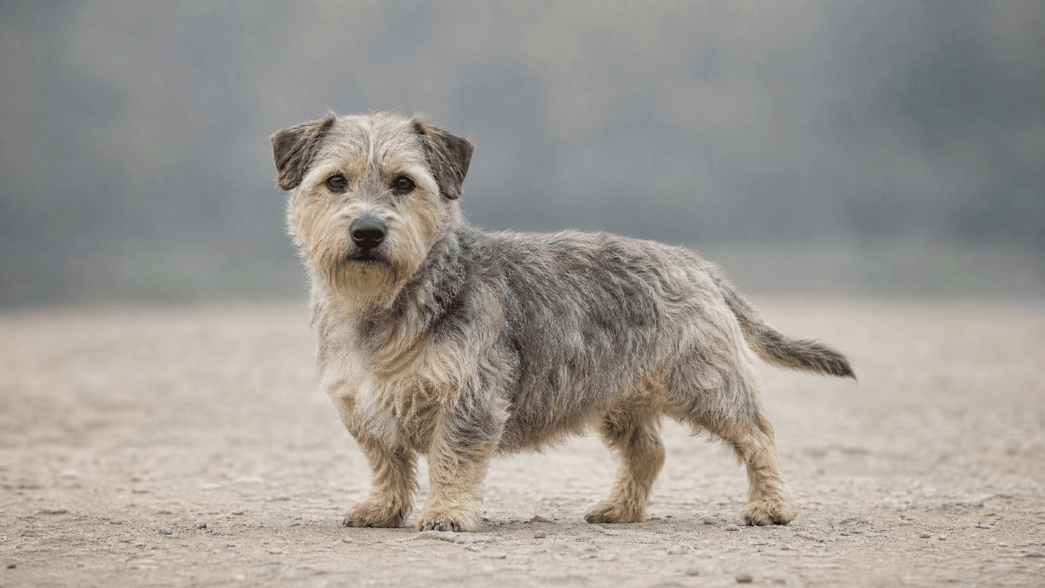 Terrier Irlandês De Glen Of Imaal