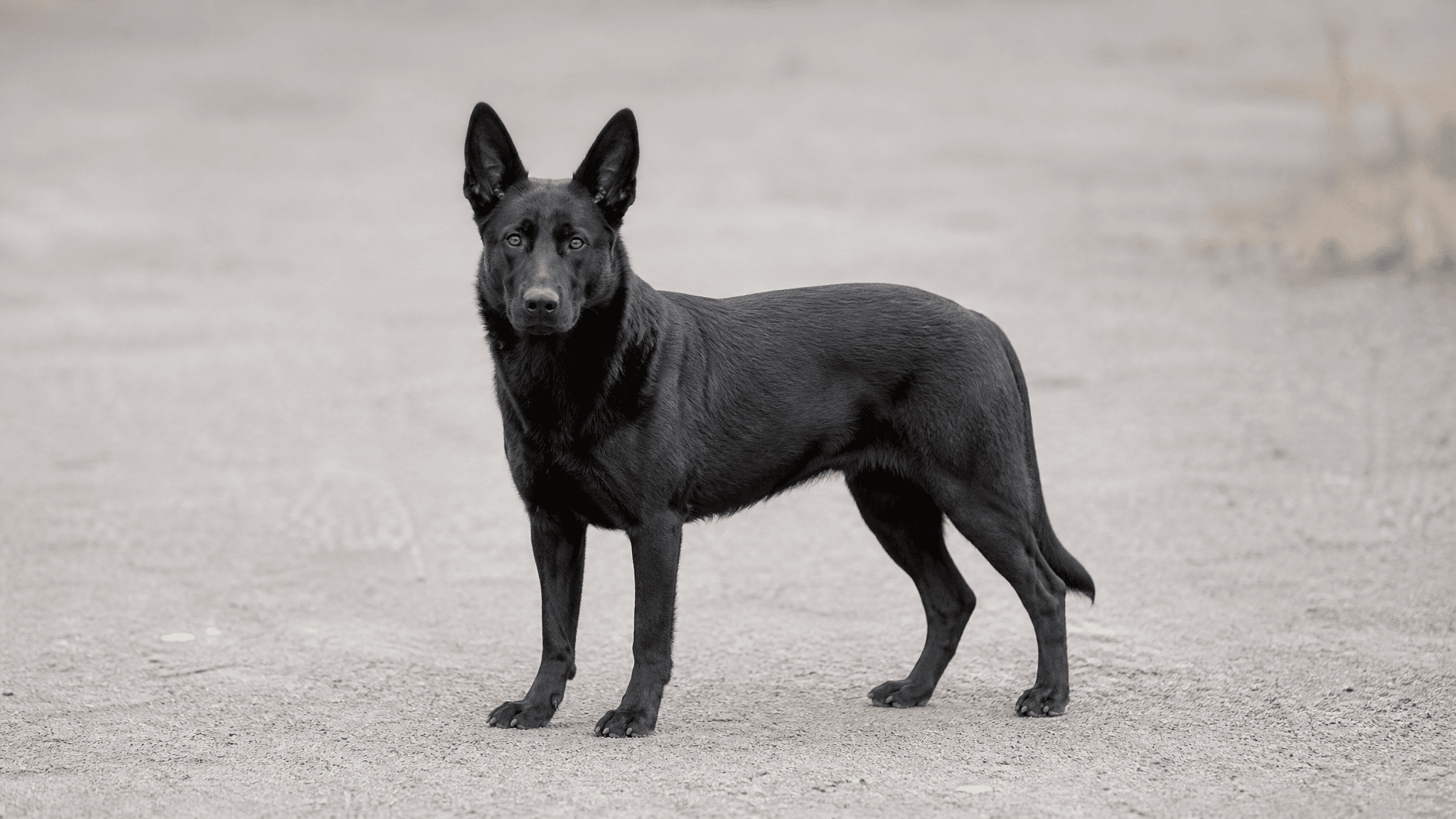 Majorca Shepherd Dog