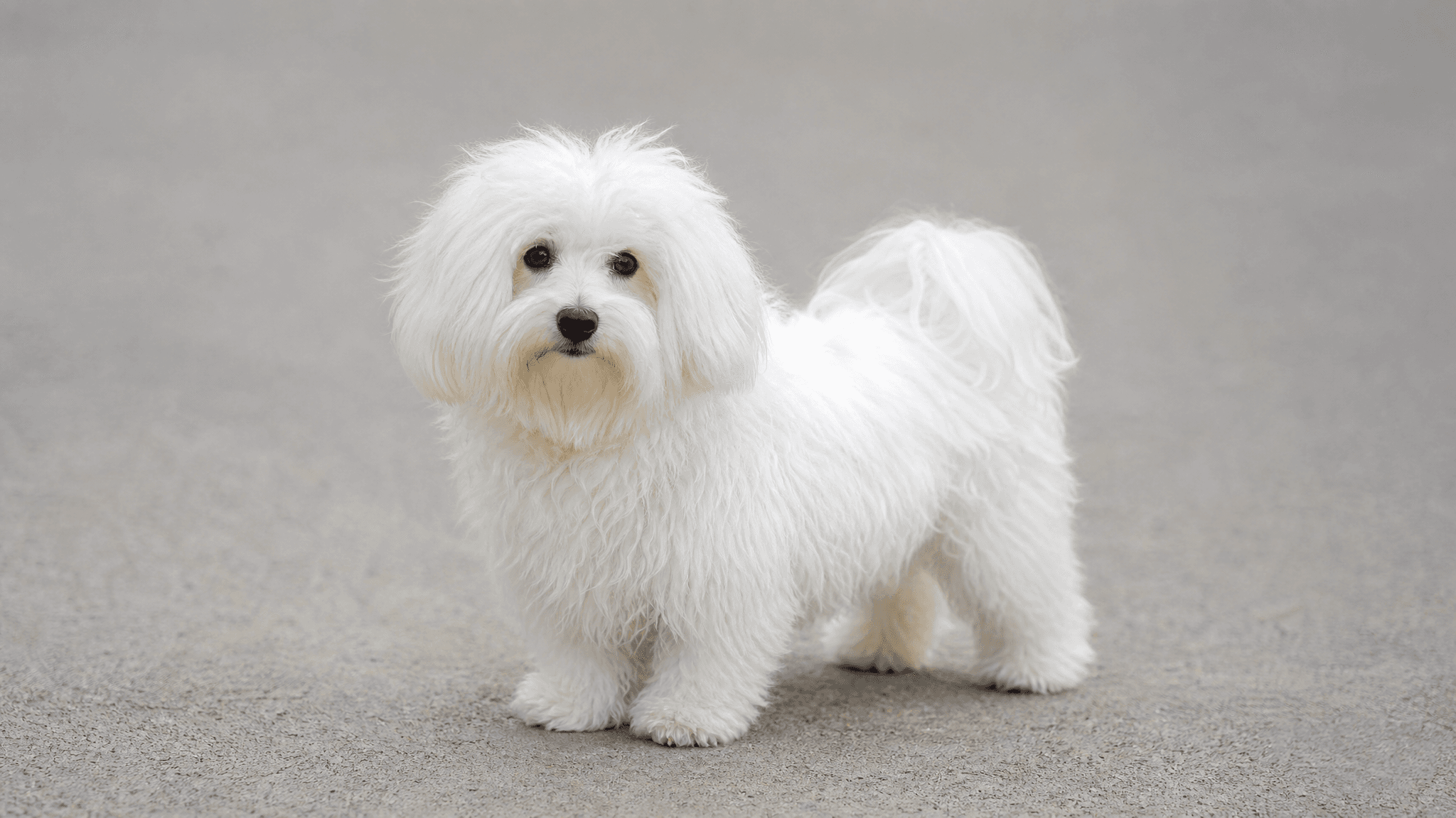 Coton De Tuléar
