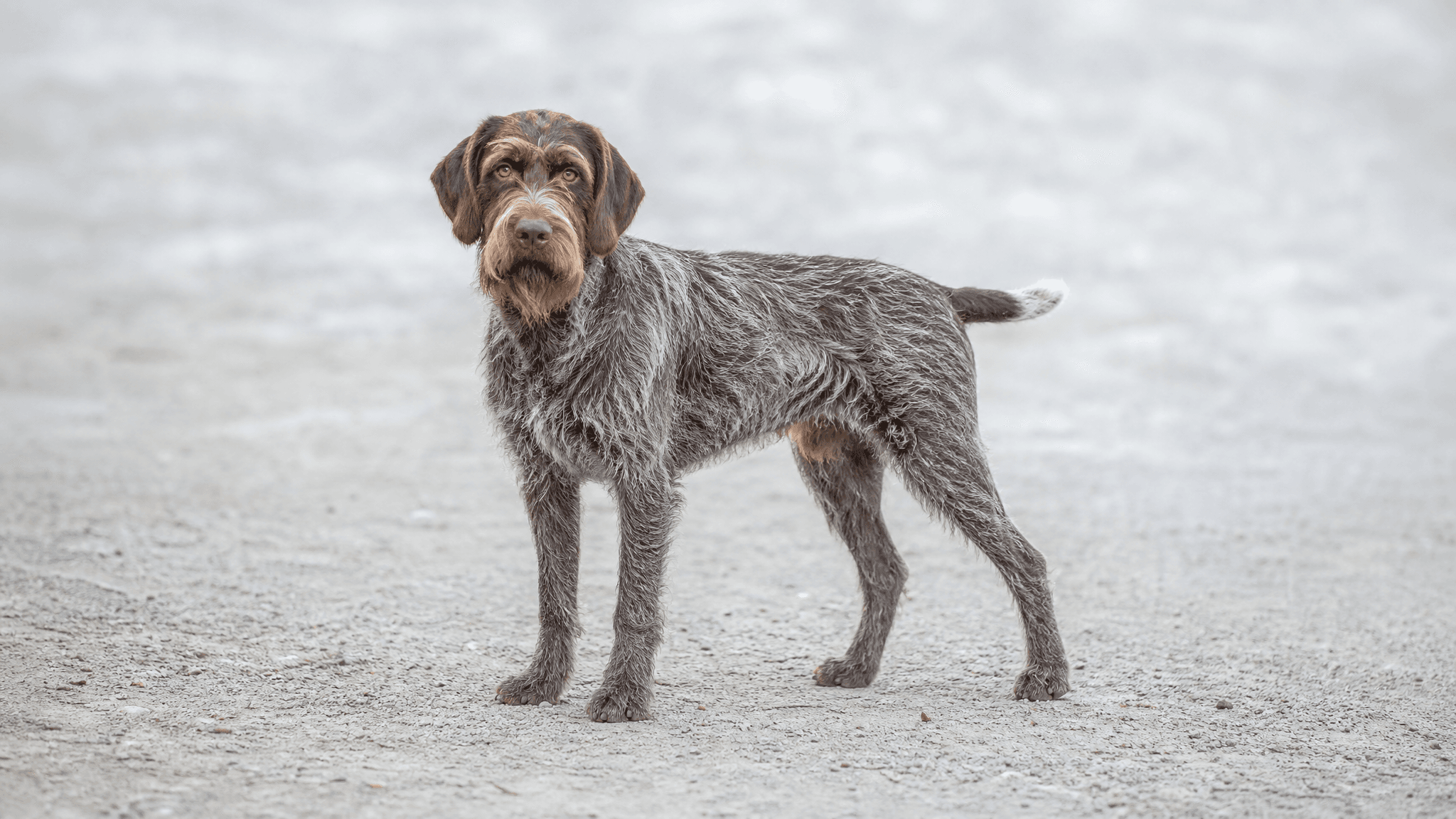 Wire-Haired Pointing Griffon Korthals