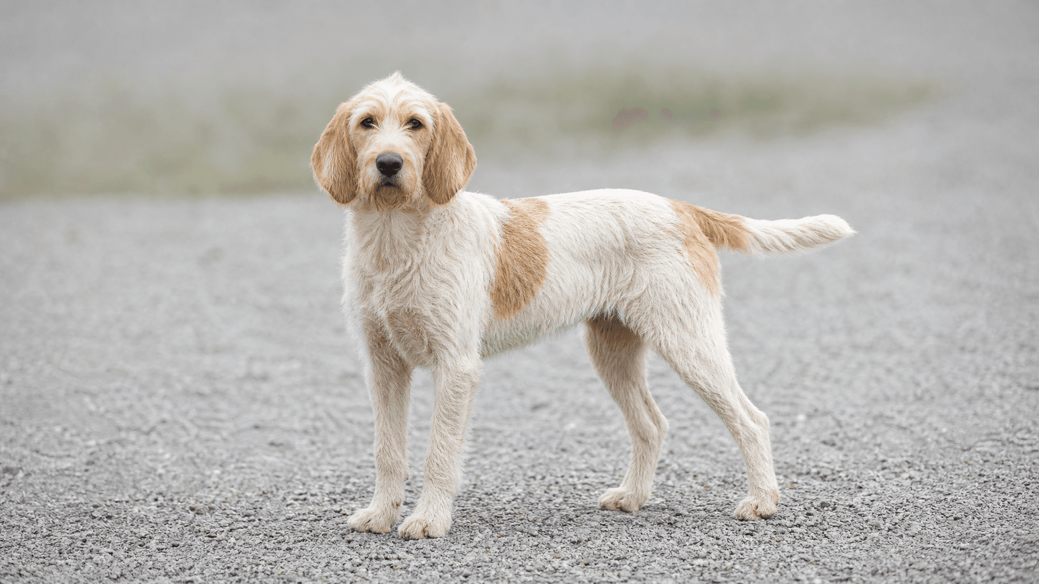 Istrian Wire-Haired Hound
