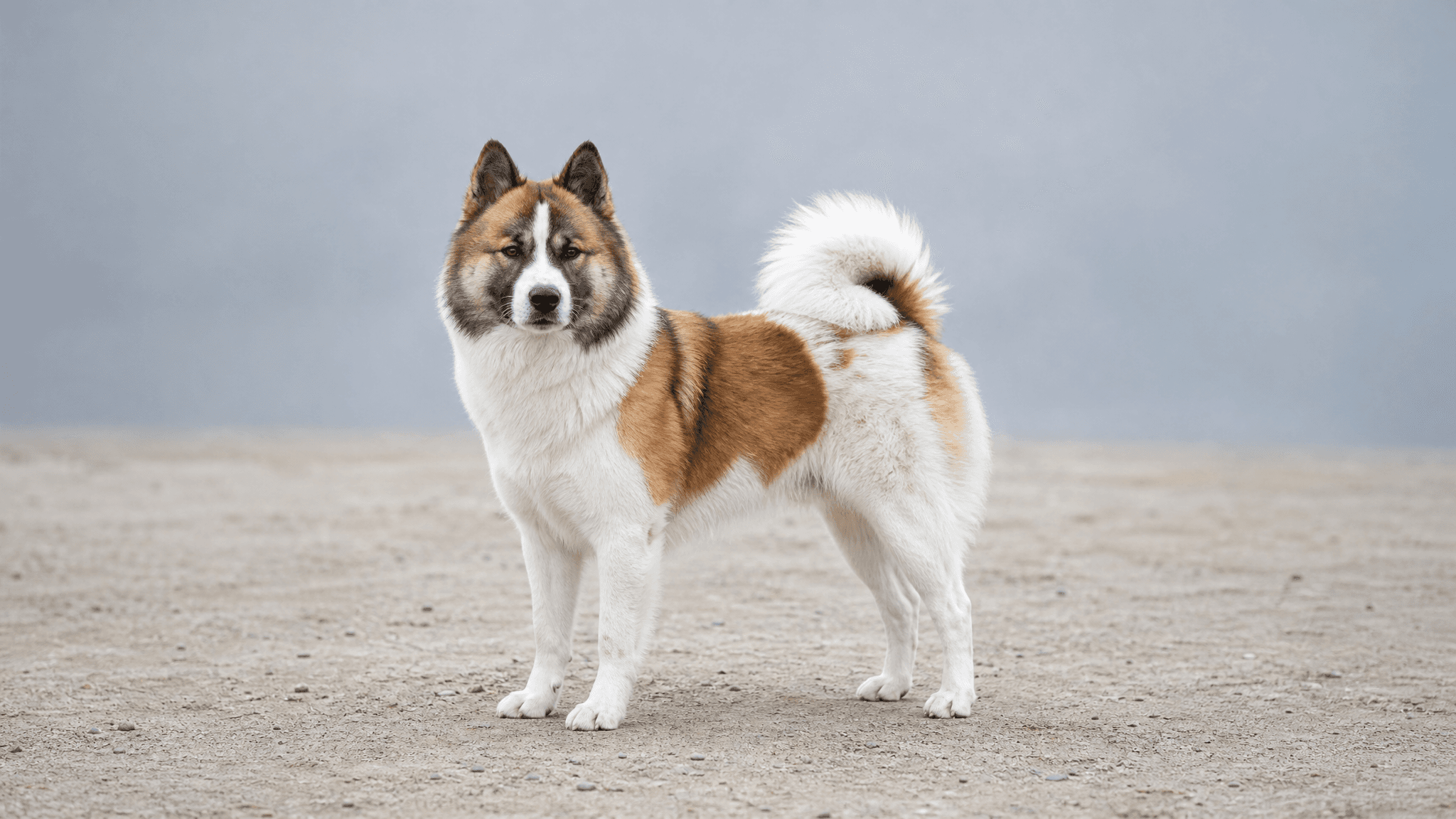Thai Bangkaew Dog
