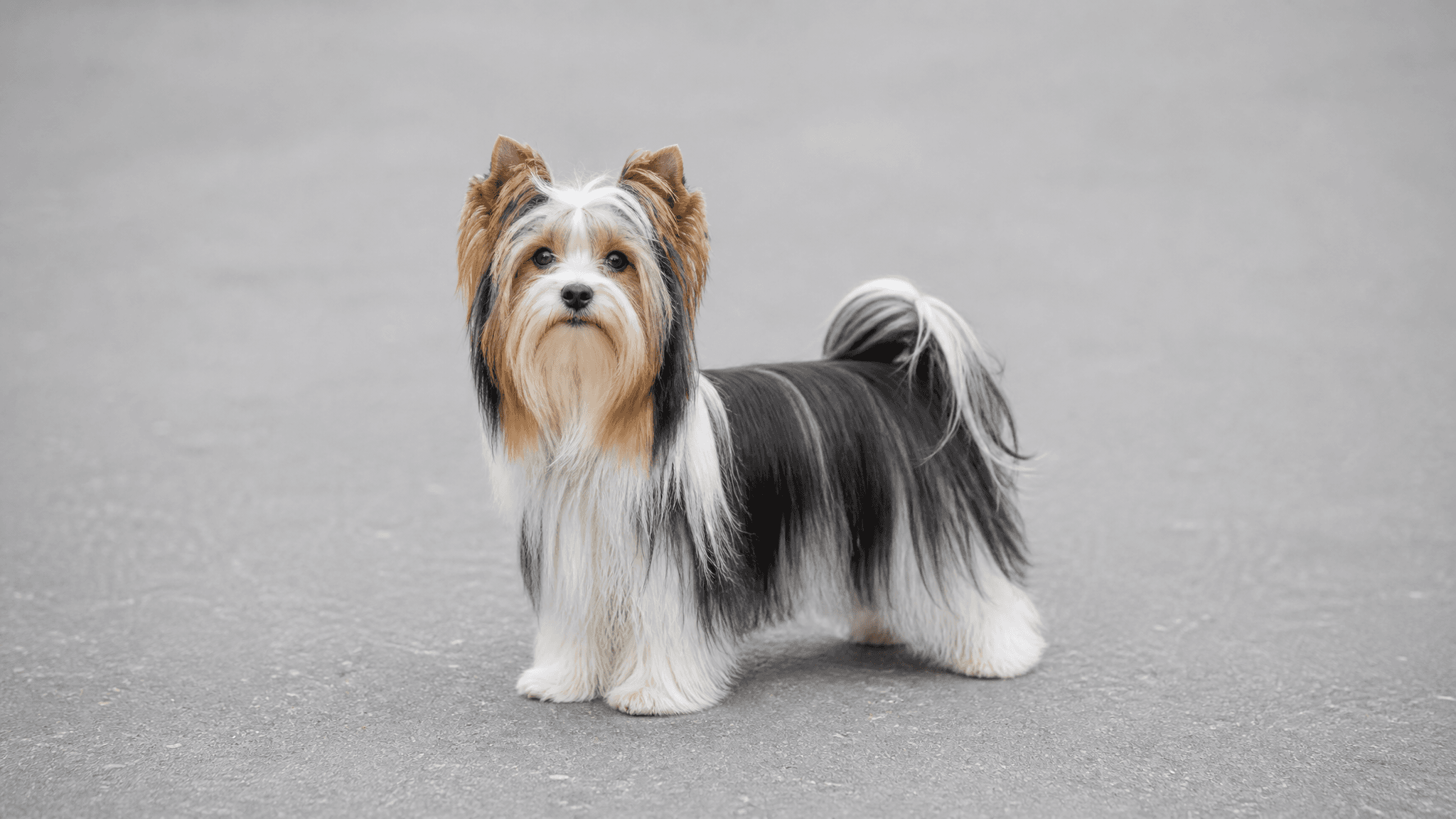 Biewer Terrier