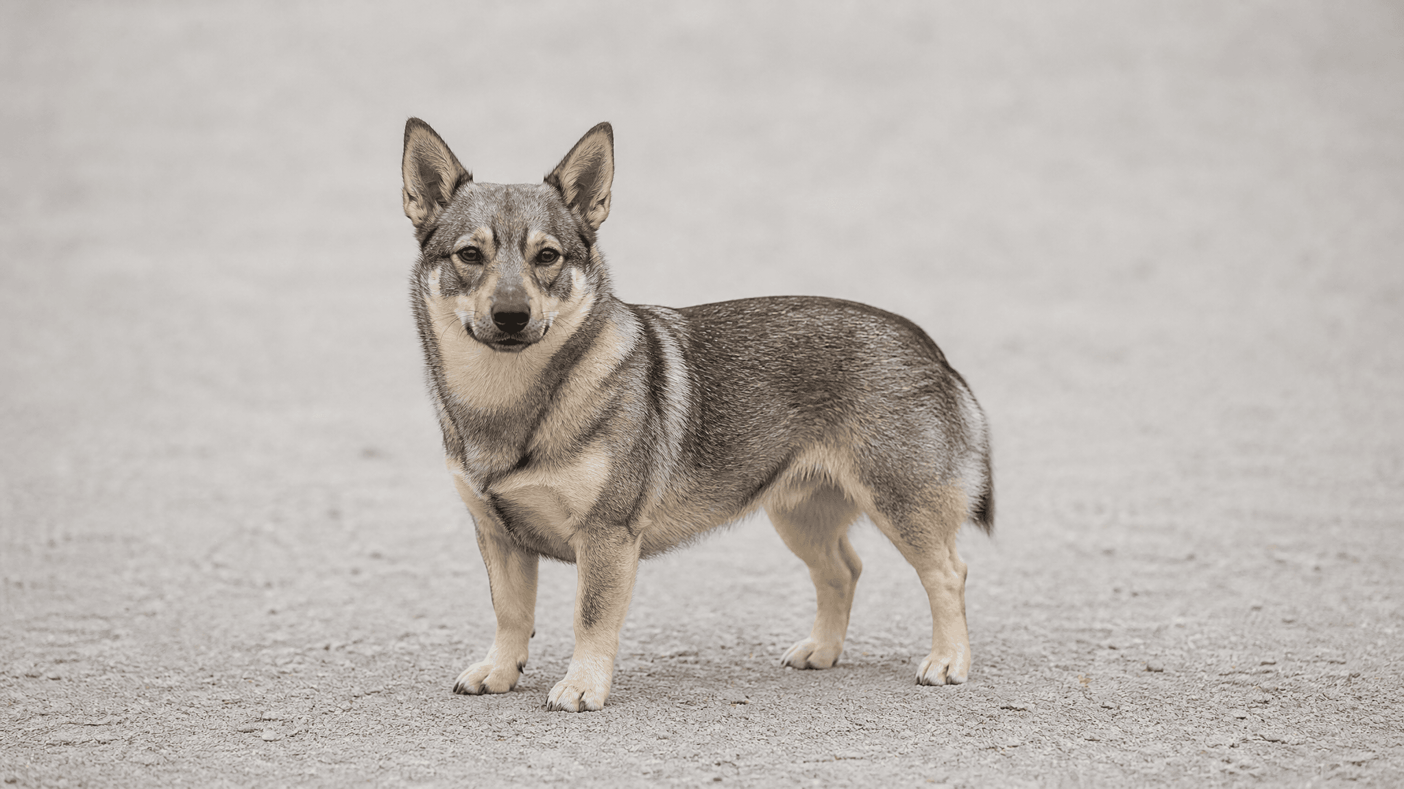 Vallhund Sueco
