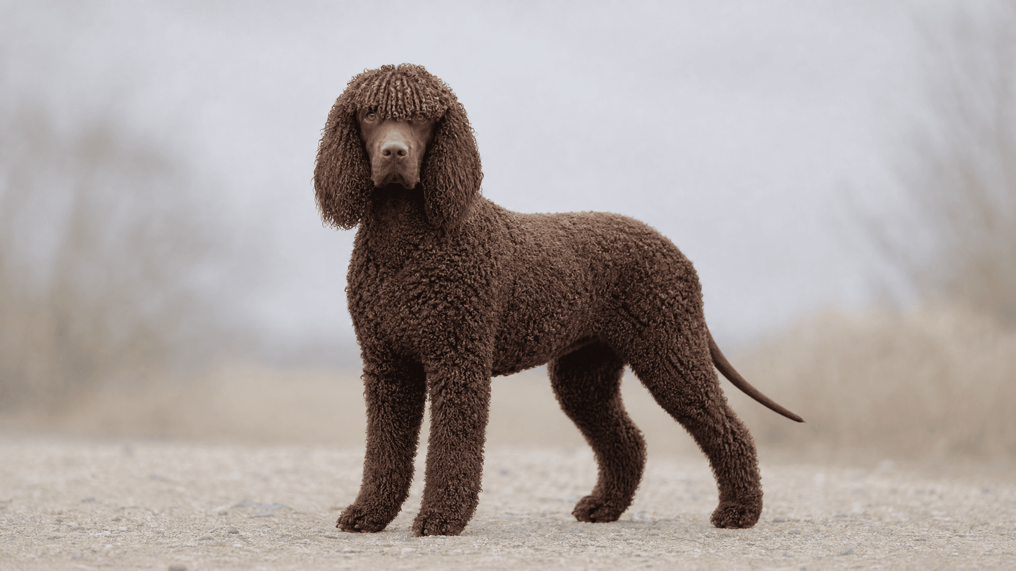Spaniel De Agua Irlandés
