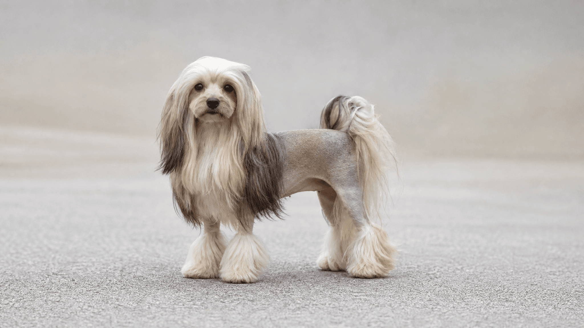 Pequeno Cão Leão