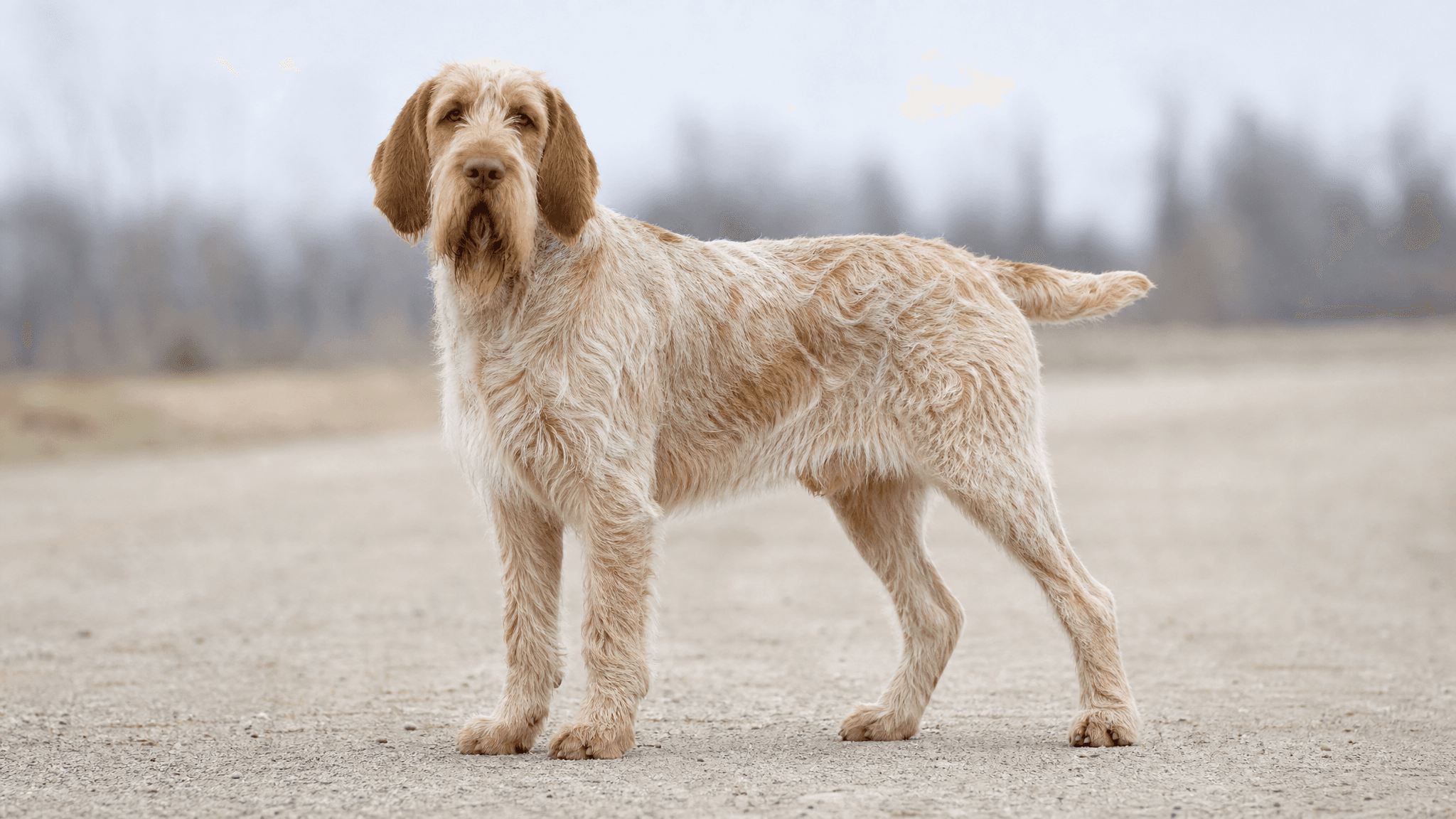 Italian Spinone