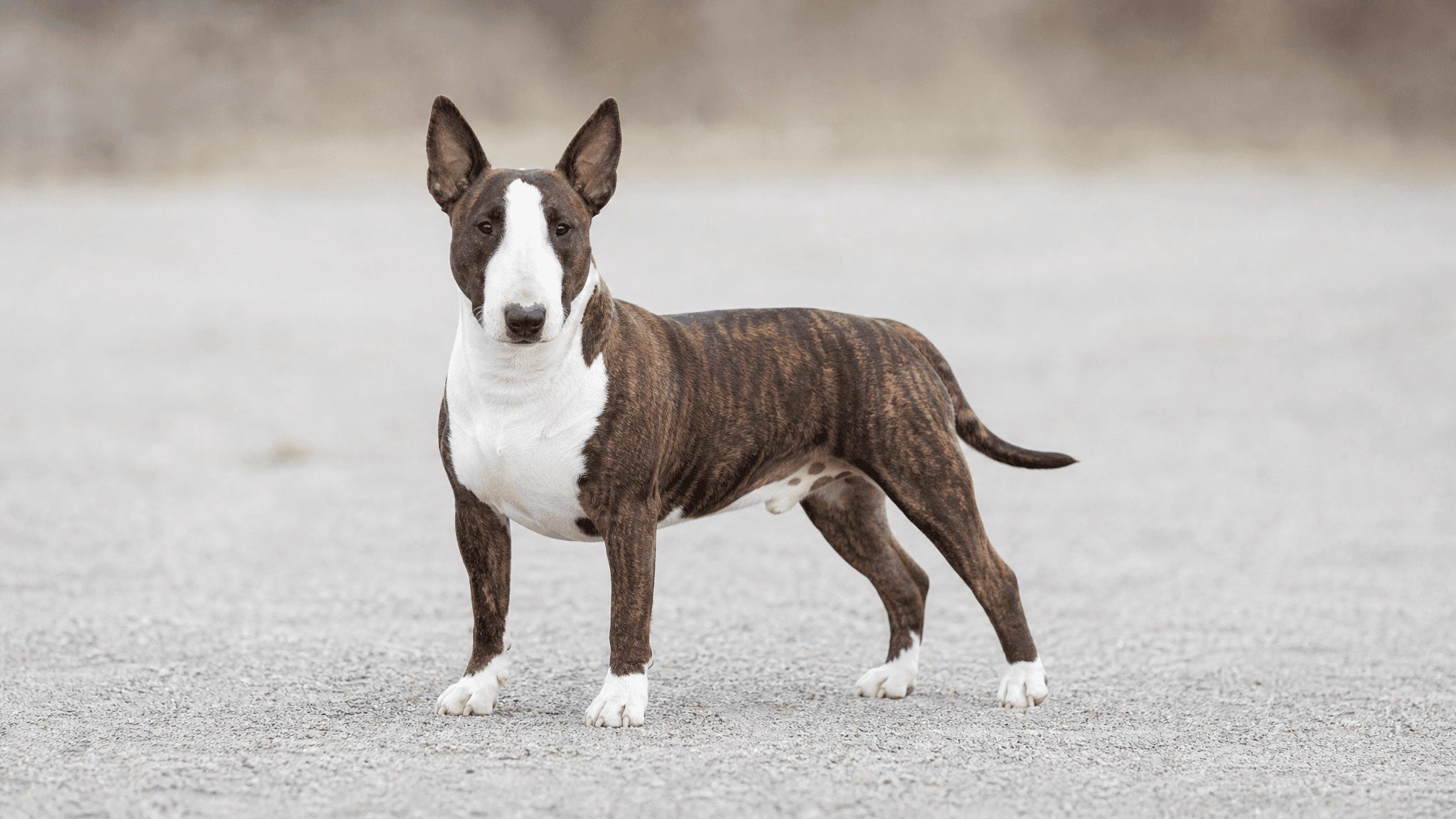 Bull Terrier Miniatura