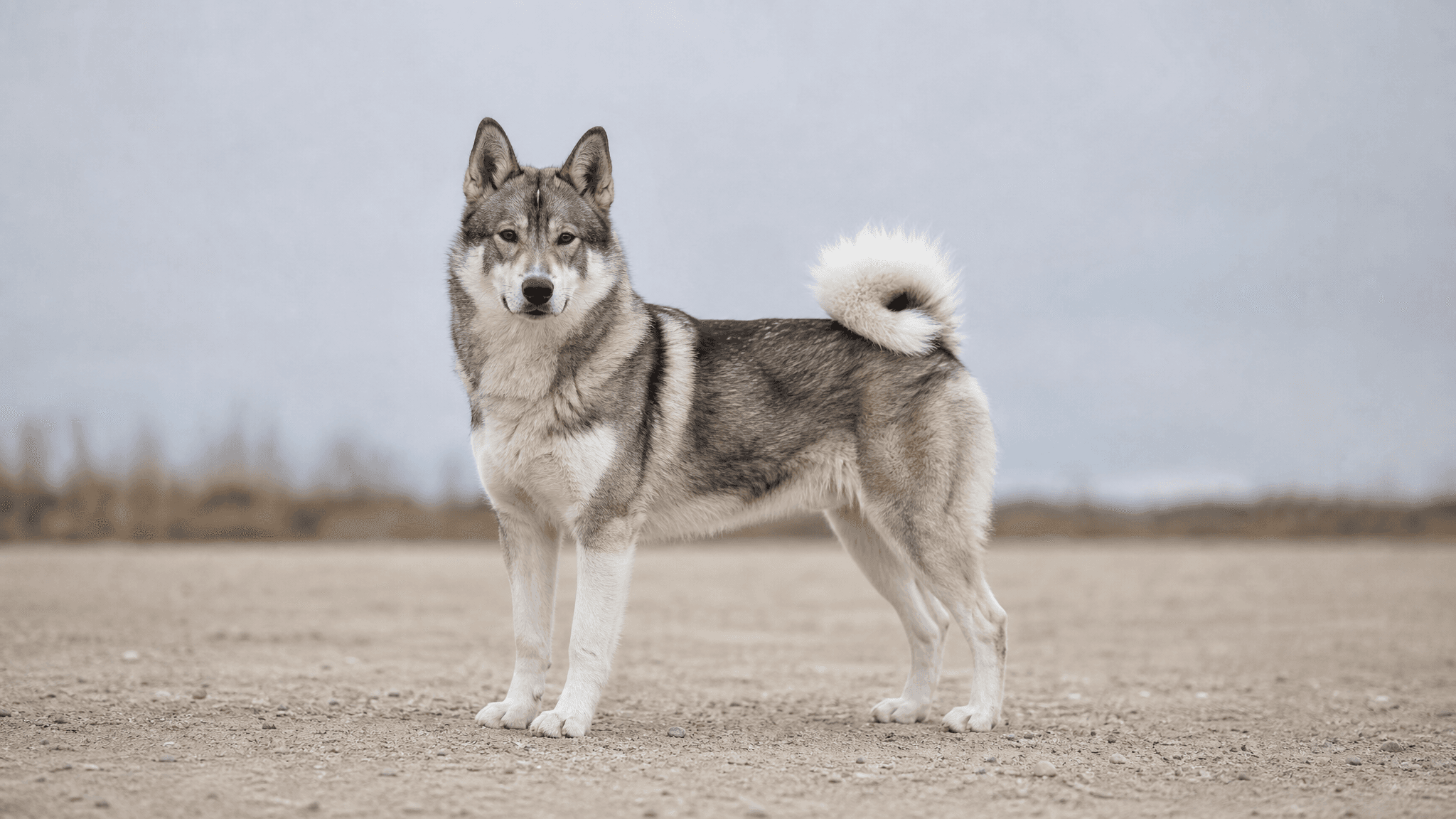 Russian-European Laika