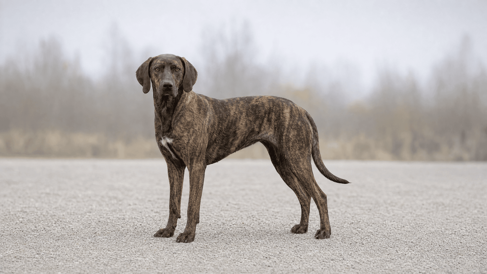 Plott Hound