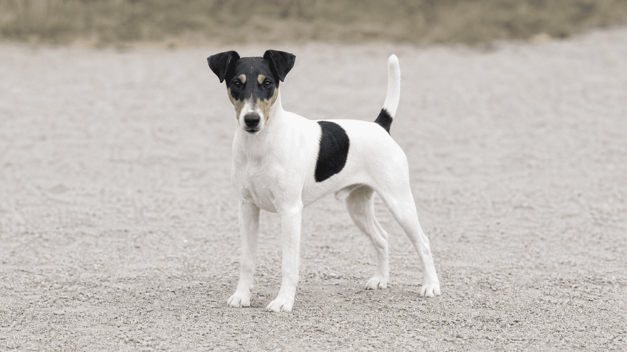 Fox Terrier (Smooth)