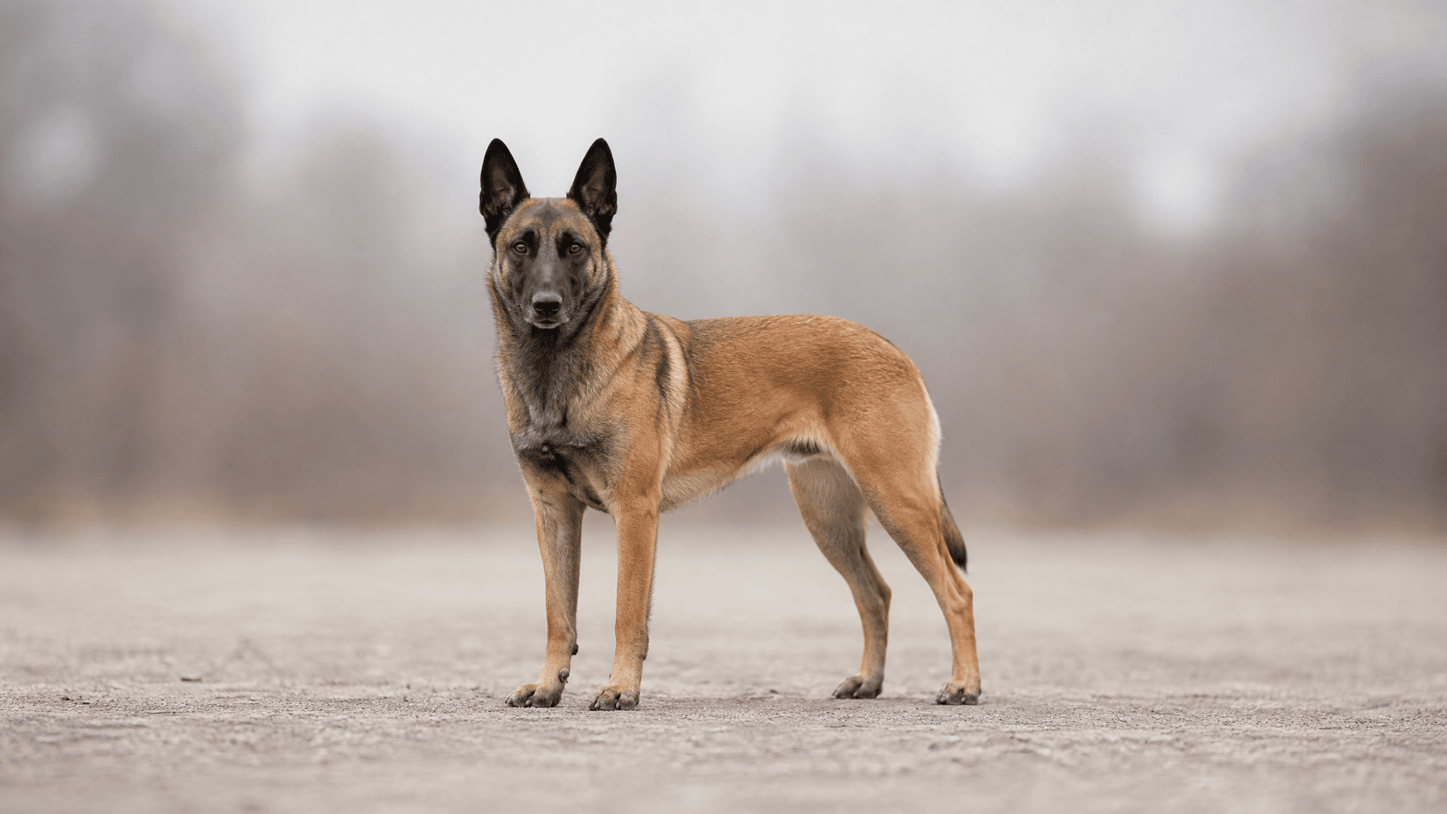 Belgian Shepherd Dog
