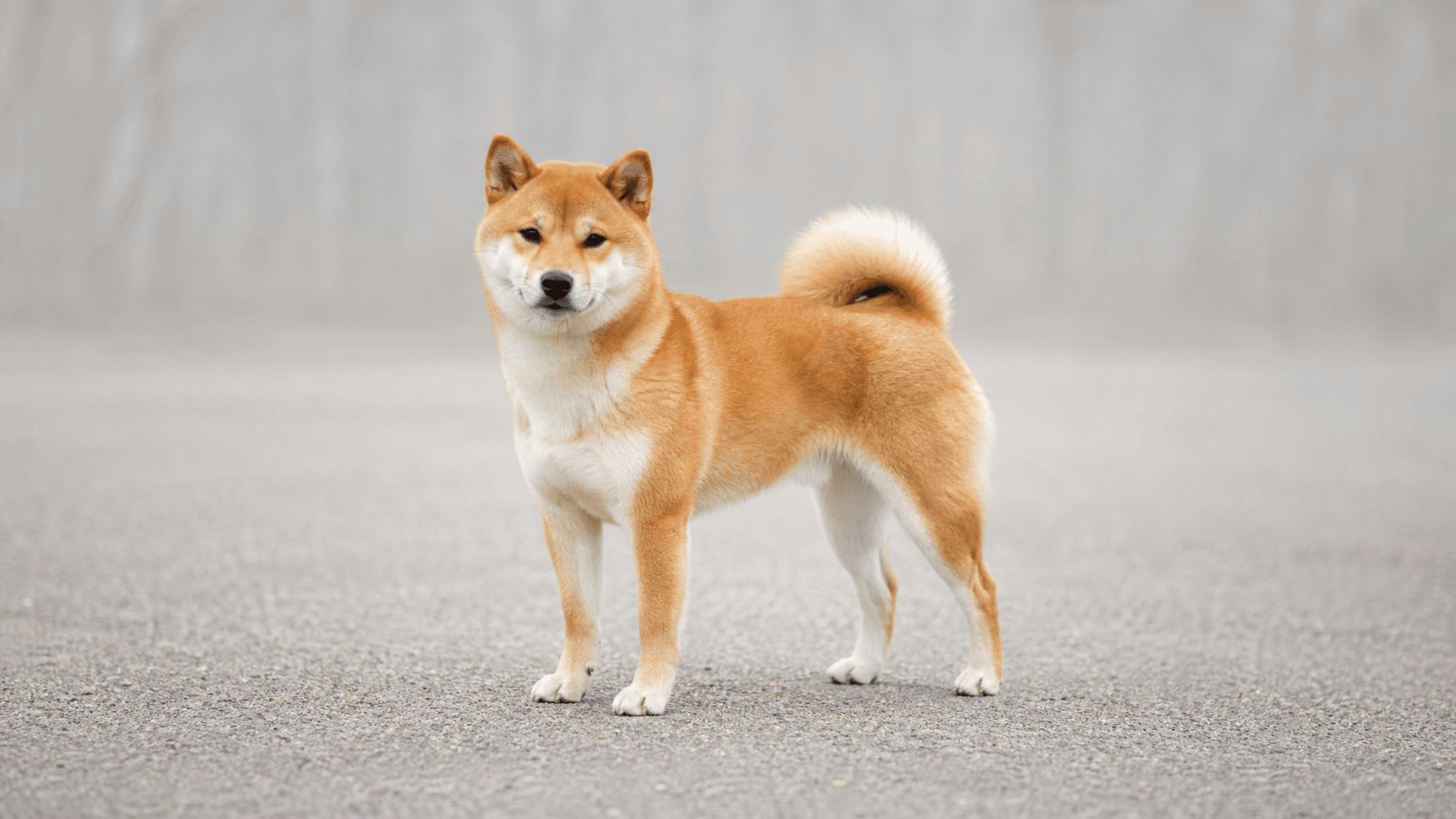 Shiba Inu