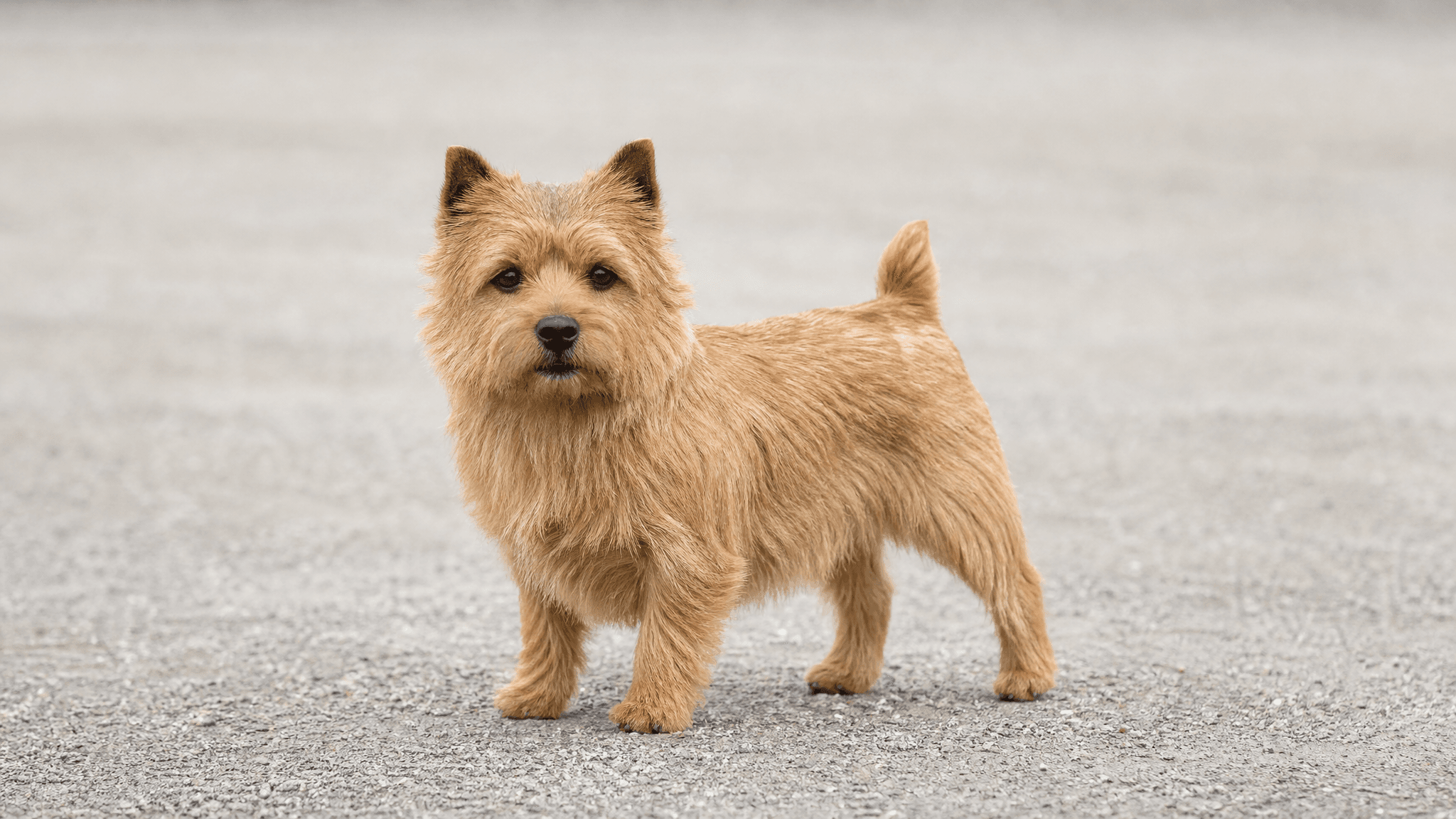Norwich Terrier