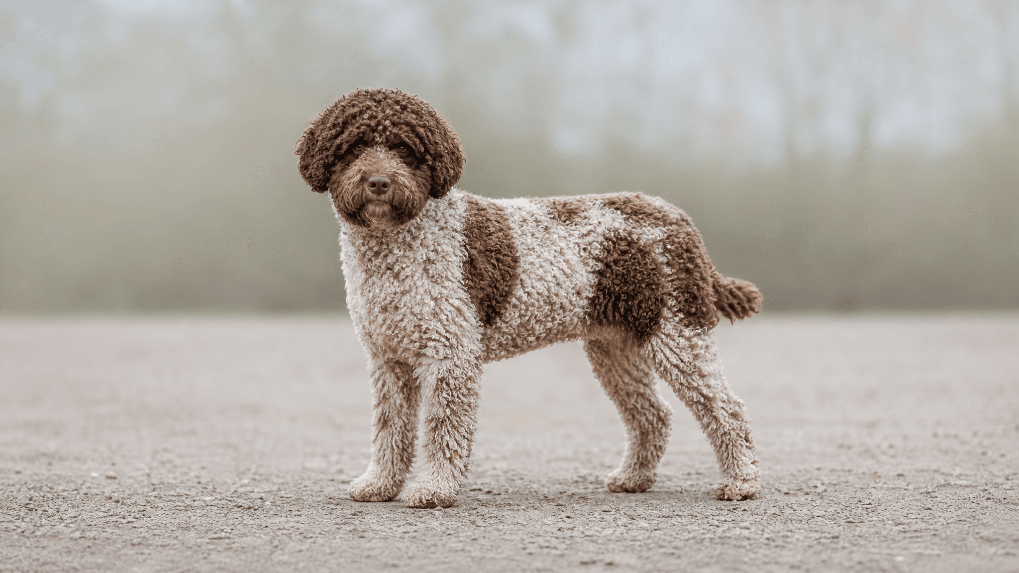 Romagna Water Dog