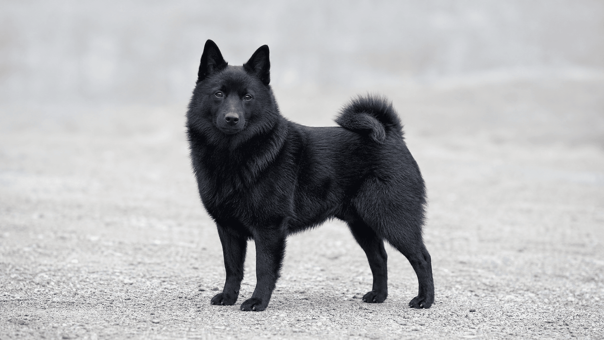 Elkhound Norueguês Preto