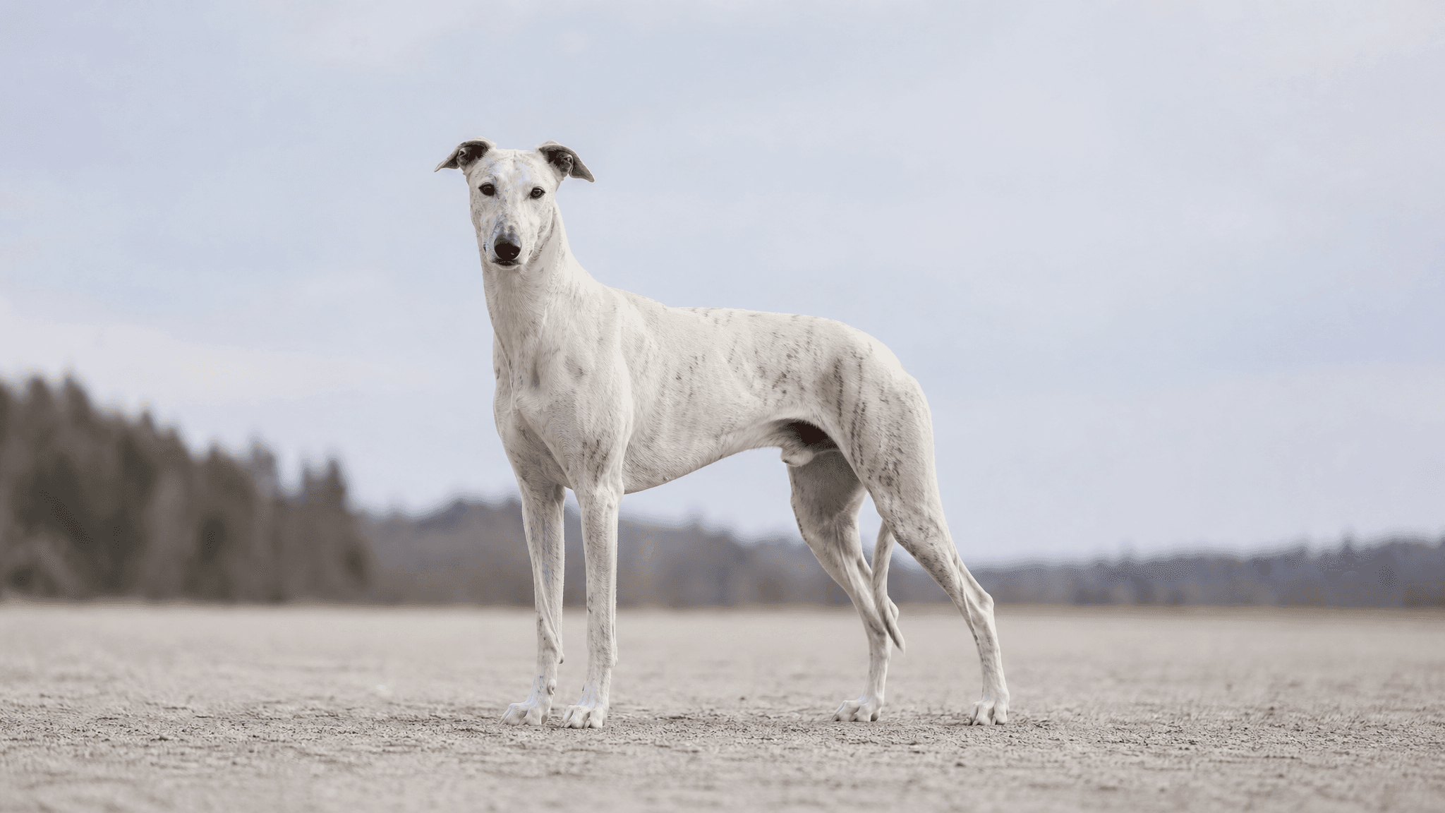 Galgo Húngaro