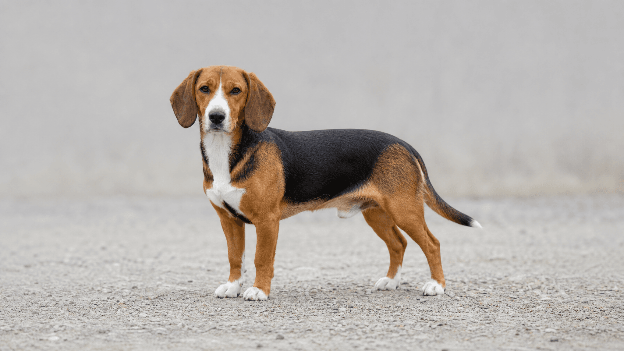 Westphalian Dachsbracke